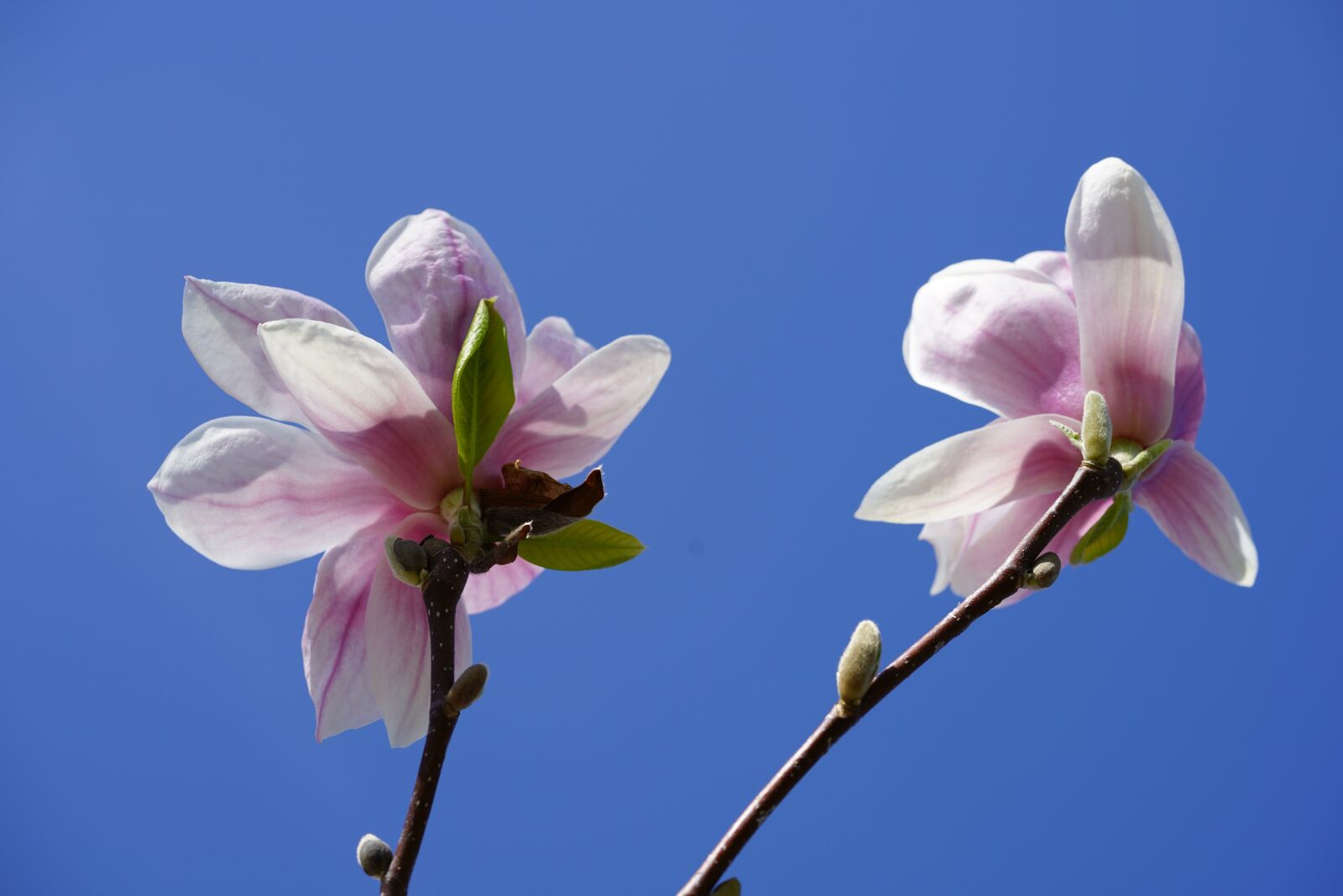 Sony a7R II sample photo. Tulip magnolia, magnolia, magnolia photography