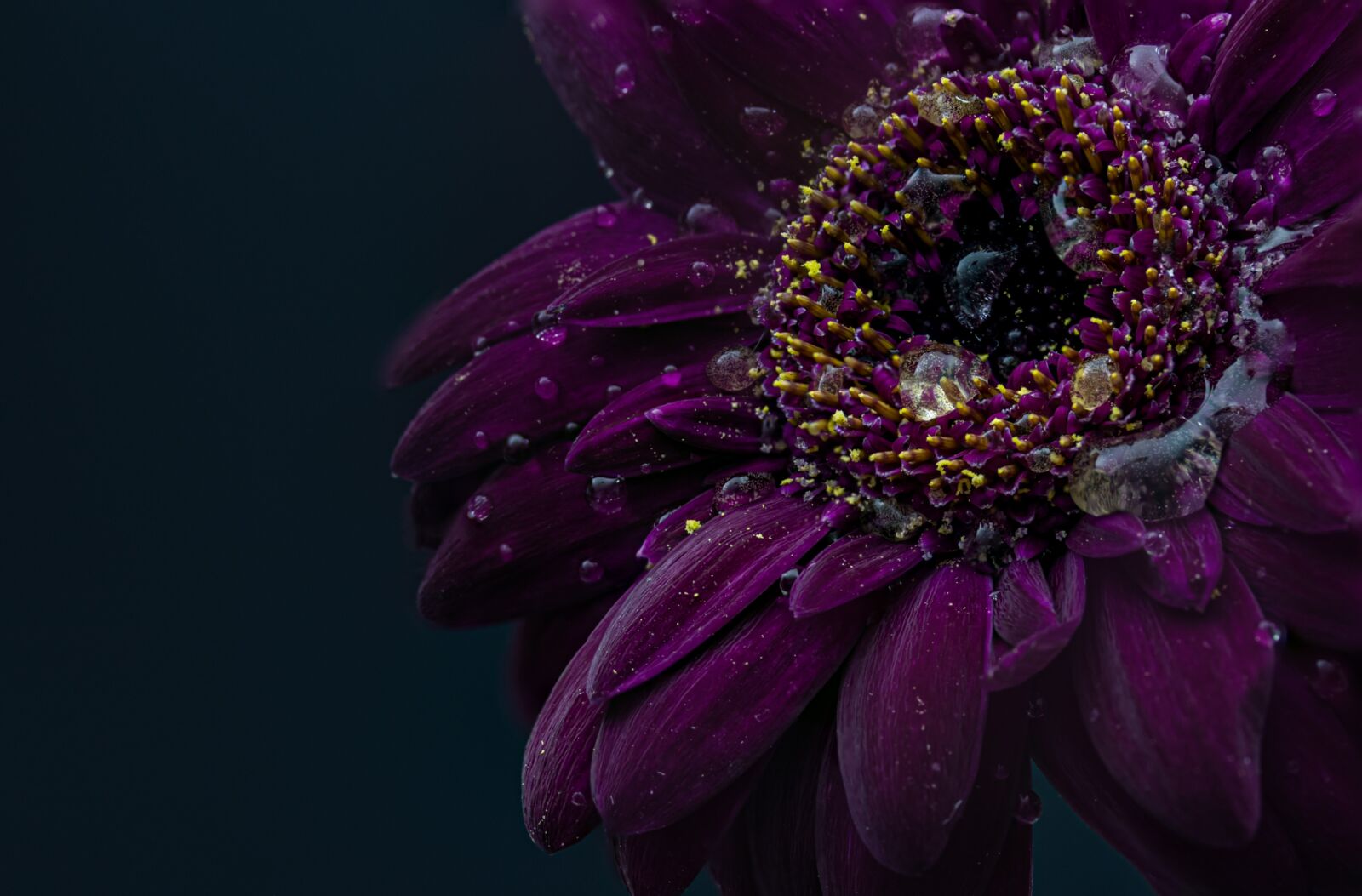 Canon EOS R sample photo. Gerbera, drip, wet photography