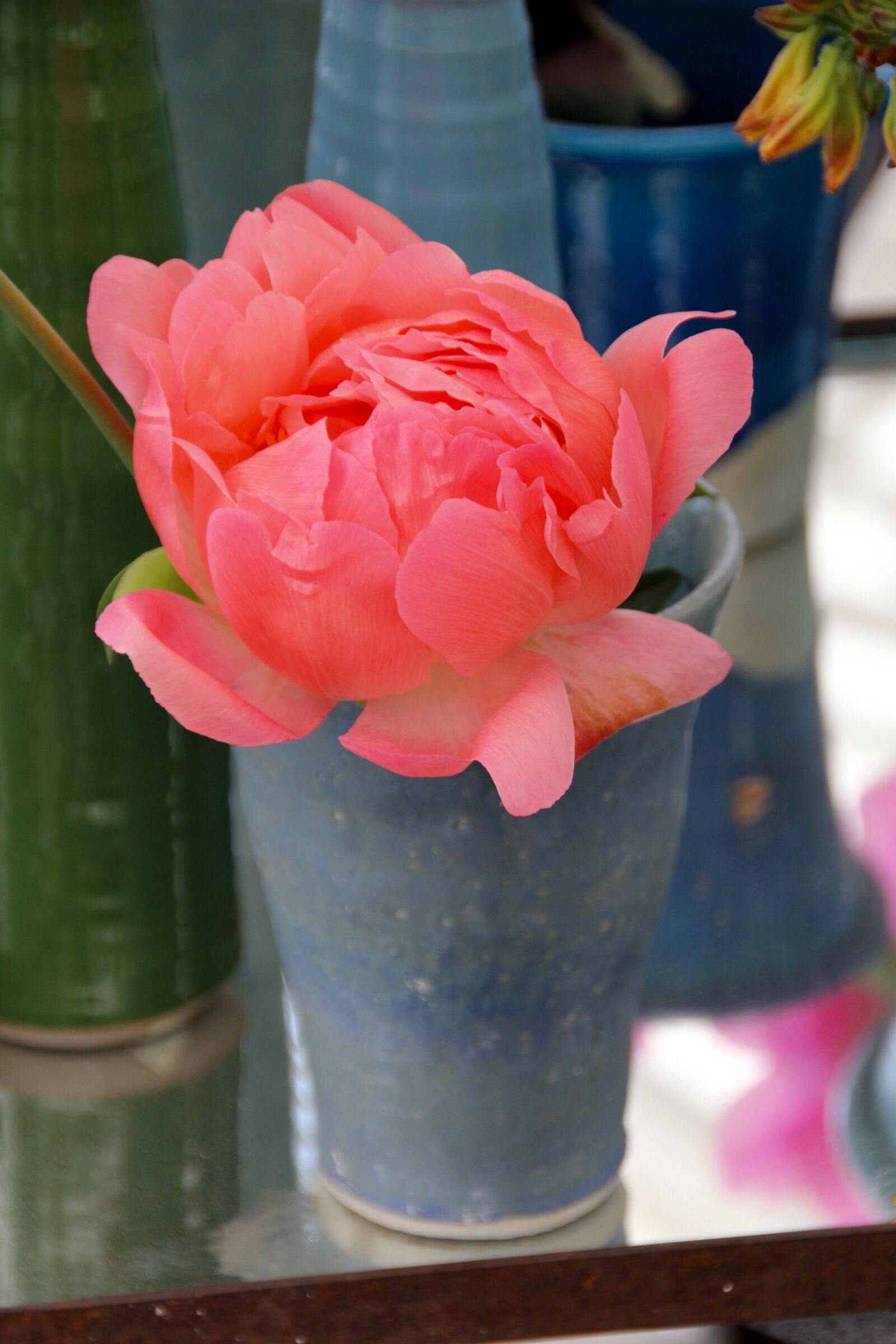 Canon EOS 60D sample photo. Paeonia, peony, blossom photography