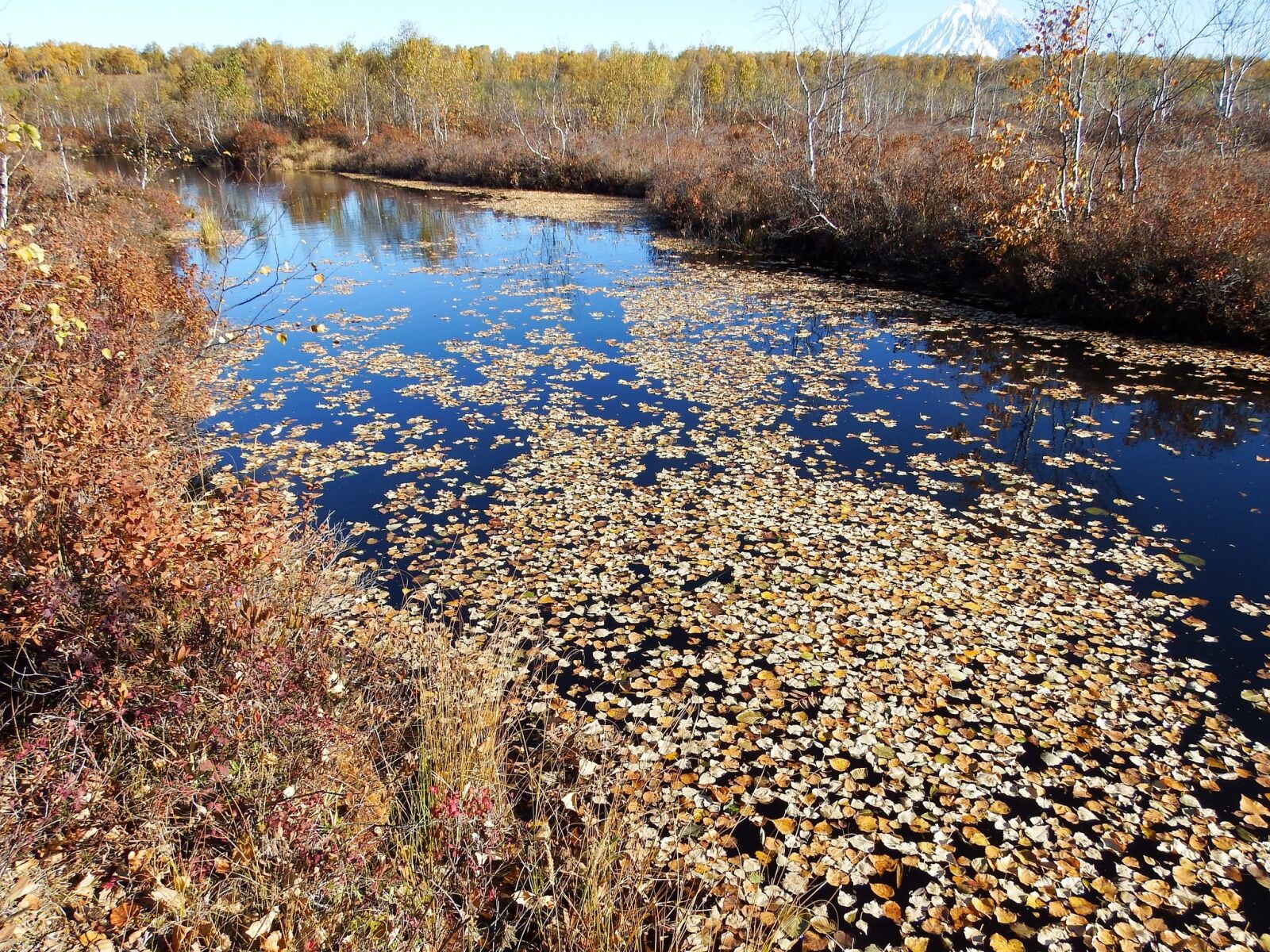 Fujifilm FinePix S1 sample photo. Autumn, fallen leaves, lake photography