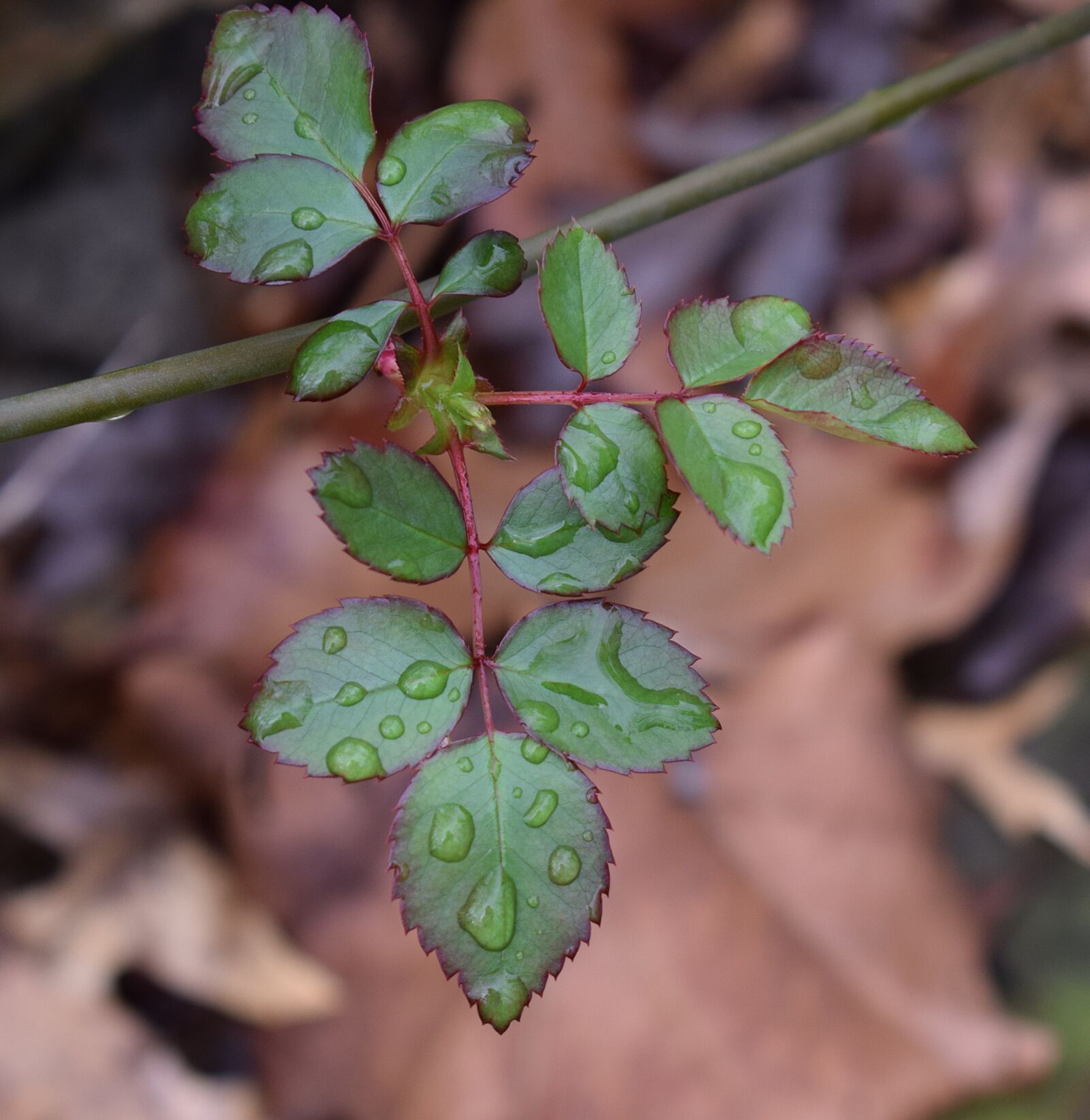 Nikon D3300 sample photo. New rose leaves, rain photography