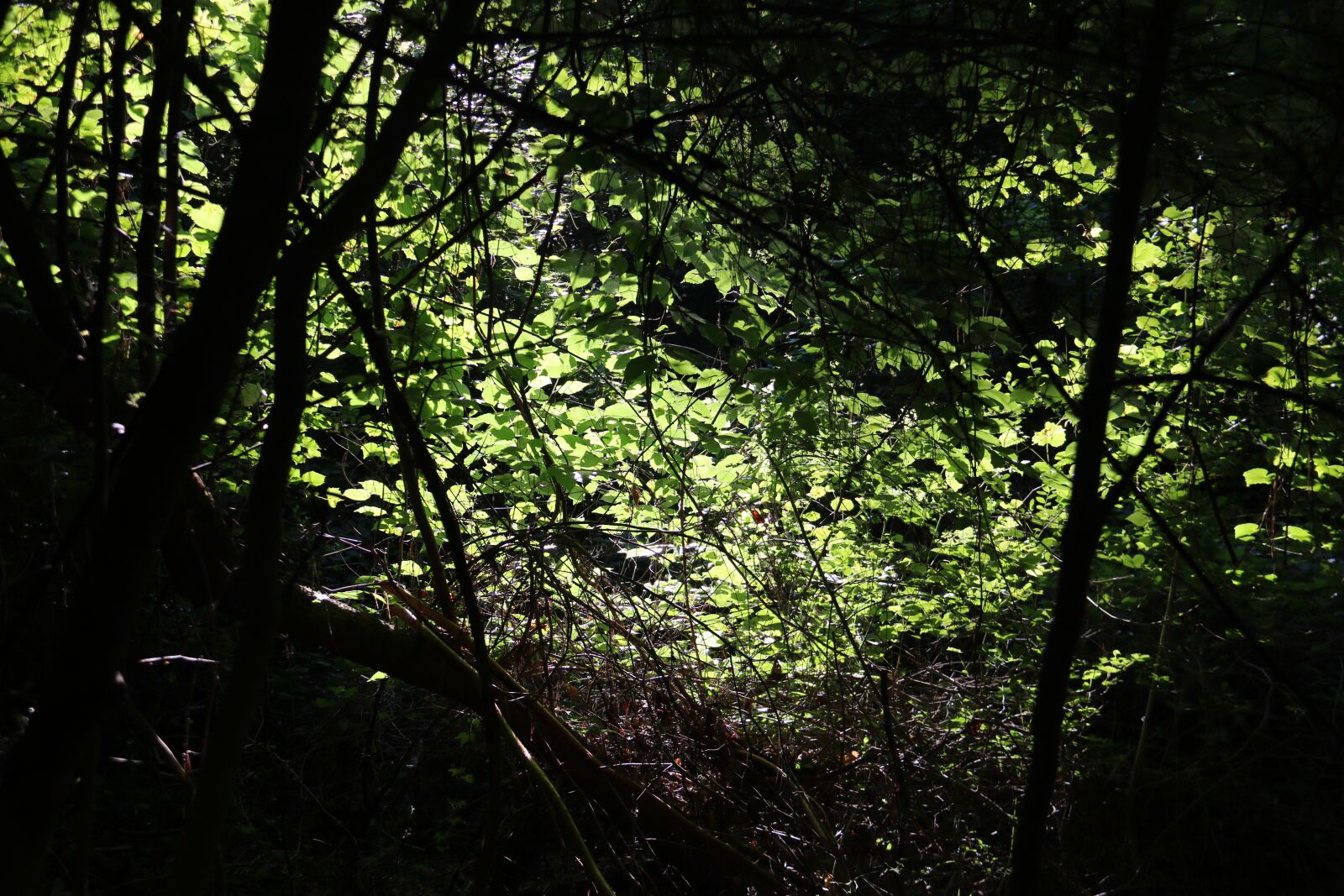 Canon EOS 750D (EOS Rebel T6i / EOS Kiss X8i) sample photo. Trees, sun, light photography