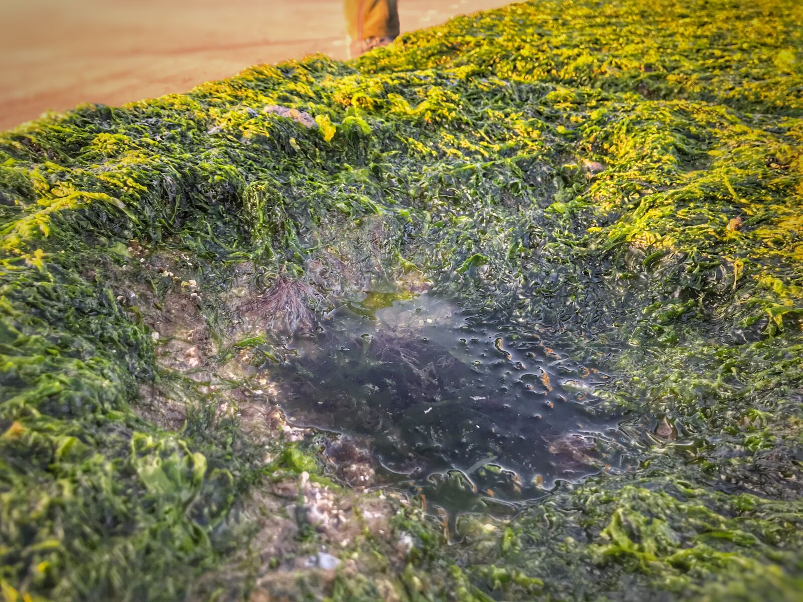 iPhone 7 back camera 3.99mm f/1.8 sample photo. Nature, moss, autumn photography