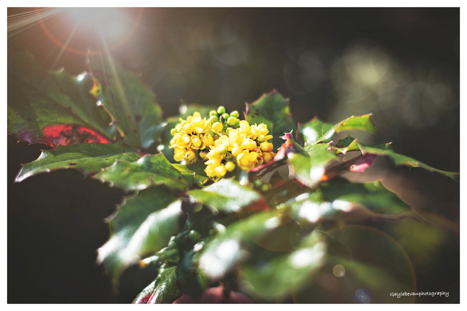Nikon D850 sample photo. Flowers, yellow, mahonia photography