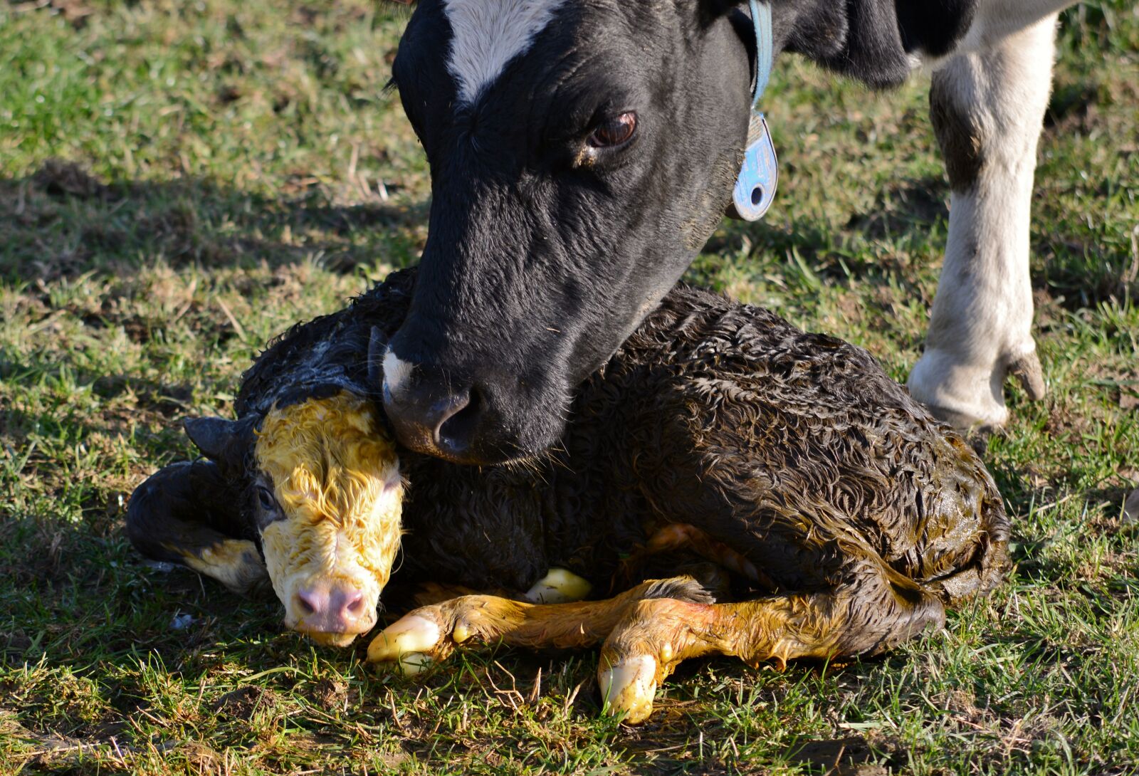 Nikon D600 sample photo. Little calf, newborn, cow photography