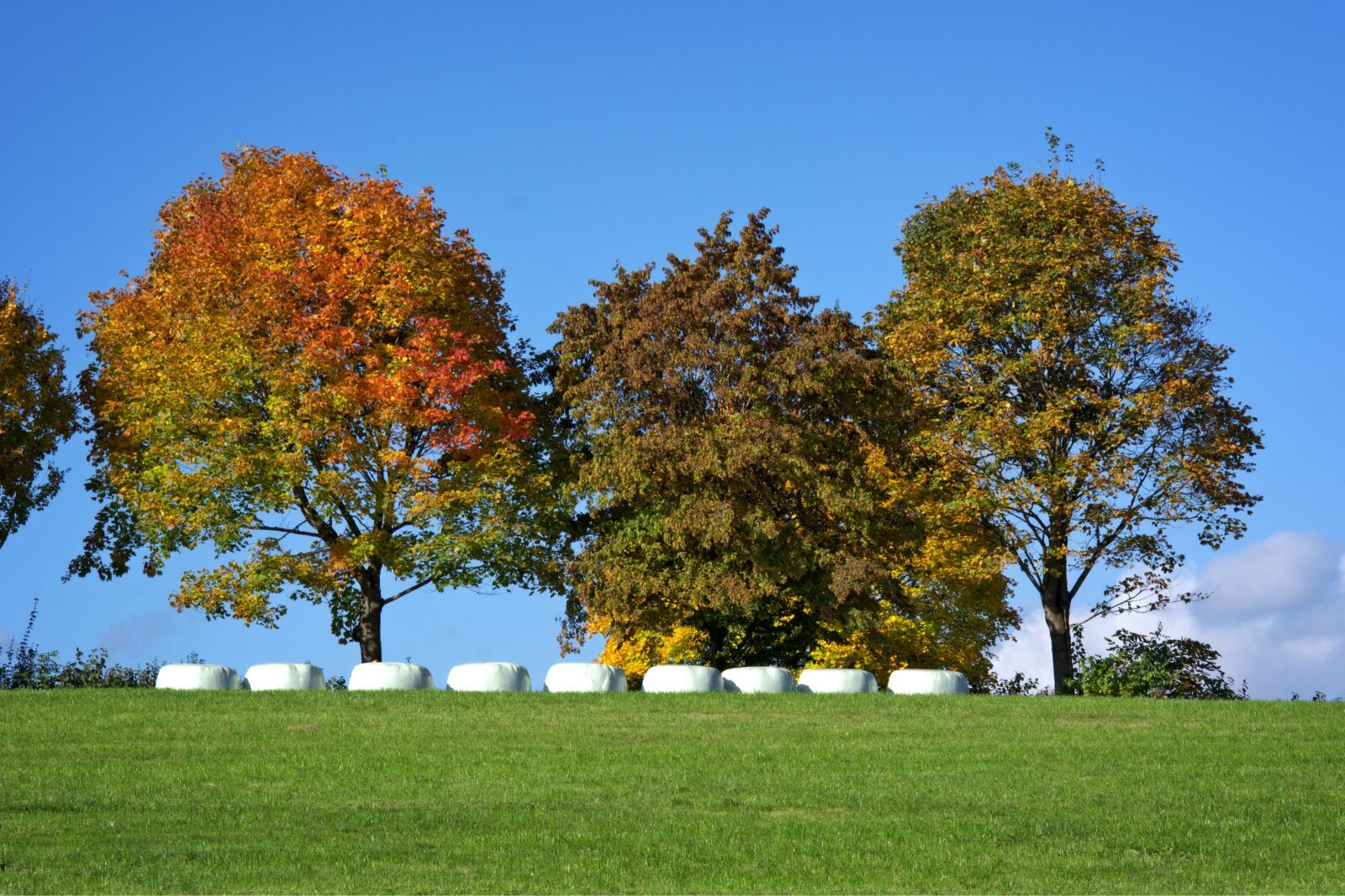 55.0-200.0mm f/4.0-f/5.6 sample photo. Autumn, trees, group photography