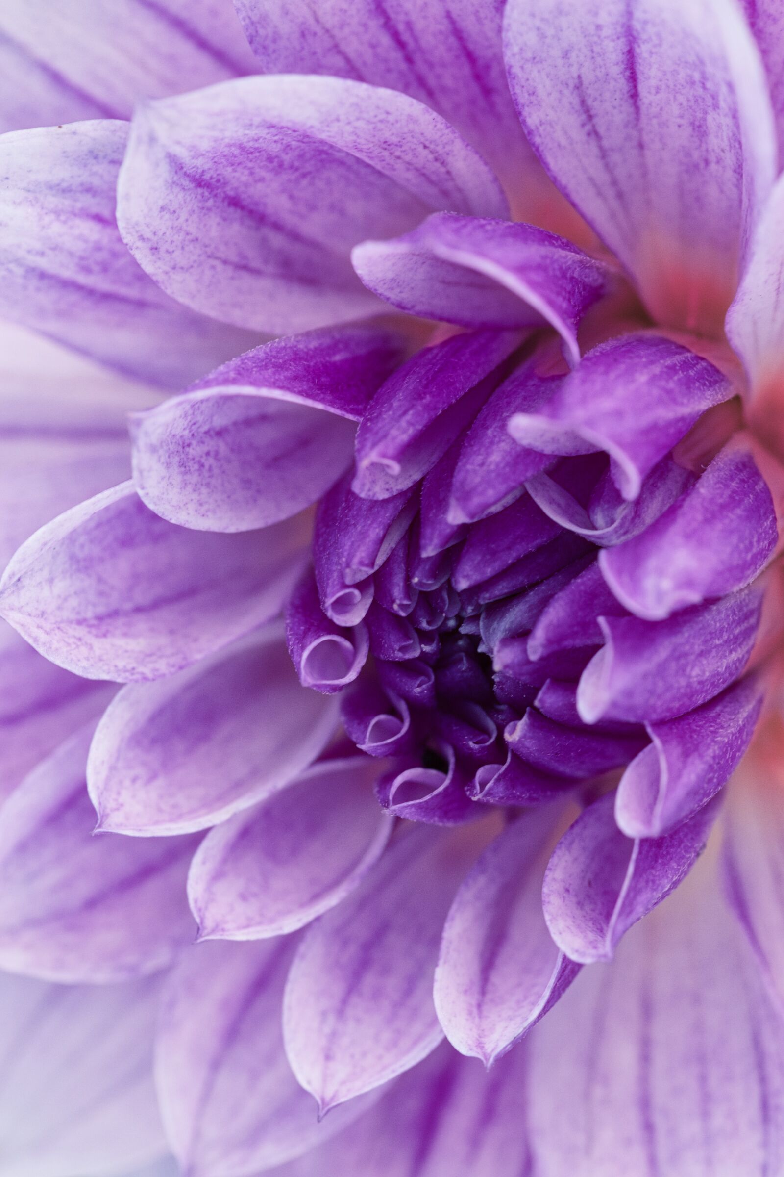 Canon EOS 200D (EOS Rebel SL2 / EOS Kiss X9) sample photo. Dahlia, purple, blossom photography
