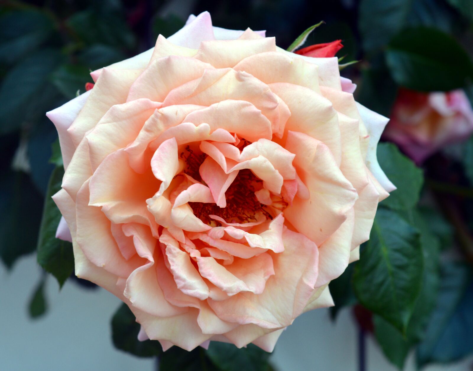 Nikon D3200 sample photo. Rose, climbing rose, garden photography