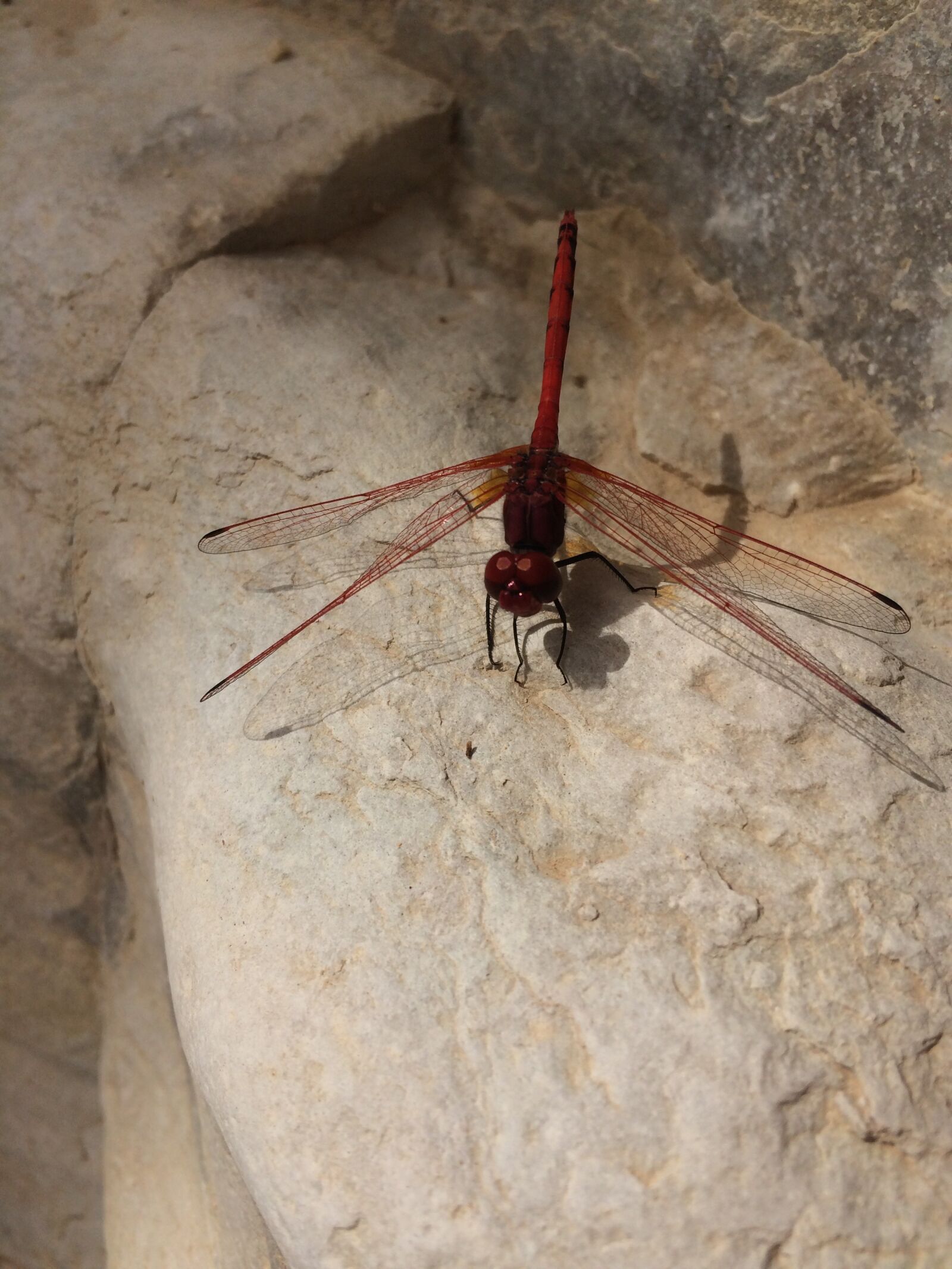 Apple iPhone 5s sample photo. Dragonfly, red, insect photography