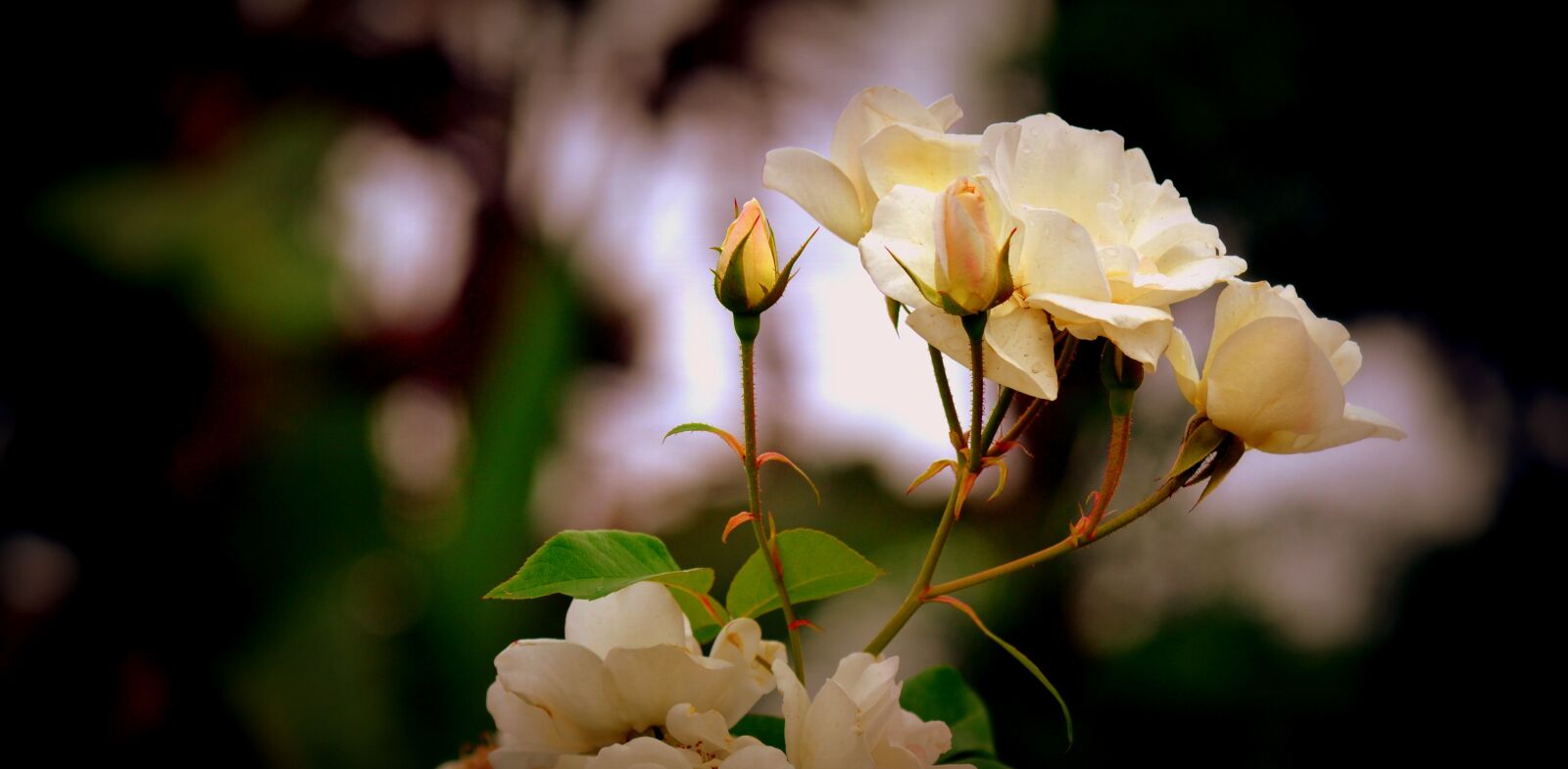 Nikon D3100 sample photo. Yellow rose, bud, summer photography