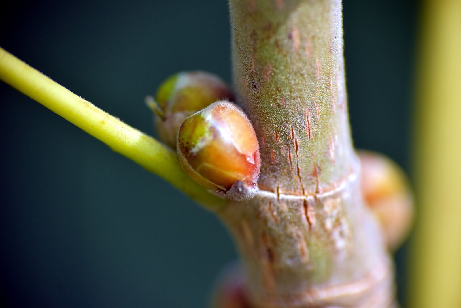 Nikon D5600 sample photo. Ficus religiosa, peepal, bud photography