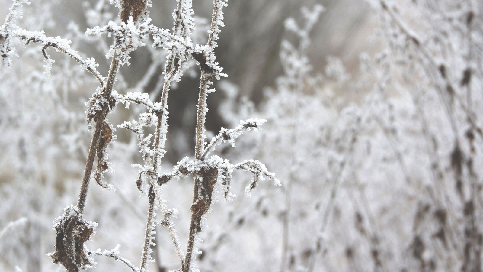 Nikon Coolpix P610 sample photo. Straws, frost, winter photography