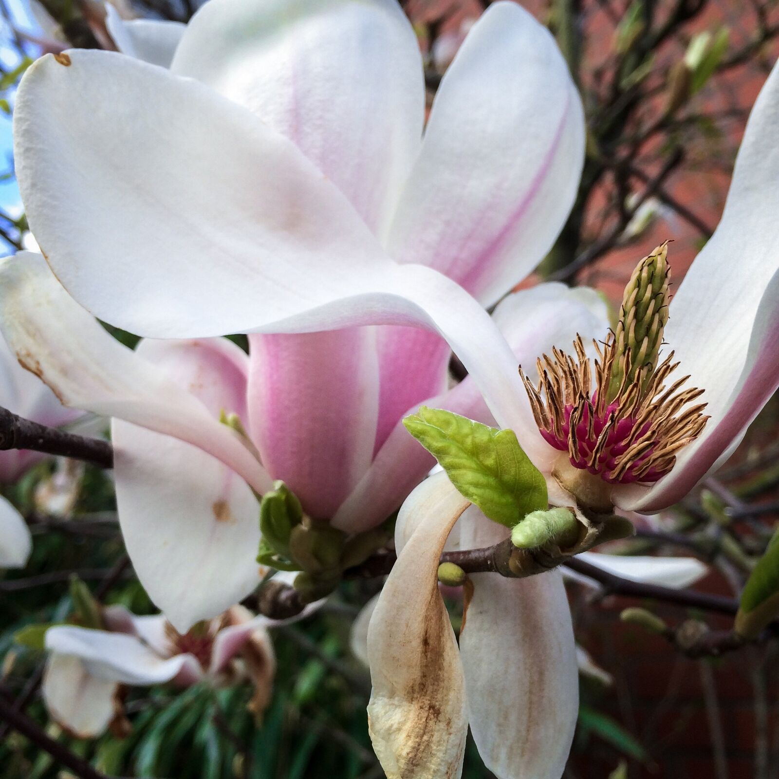 Apple iPhone 5s sample photo. Magnolia, blossom, bloom photography