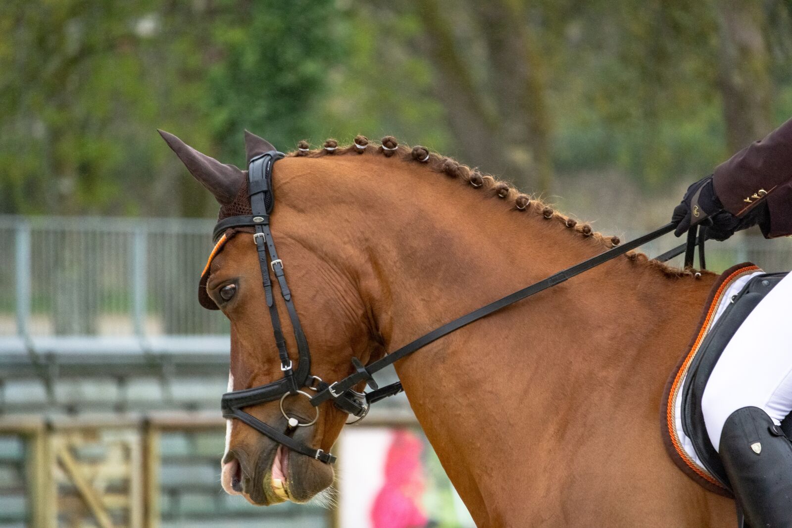 Canon EF-S 55-250mm F4-5.6 IS STM sample photo. Horses, horse, nature photography