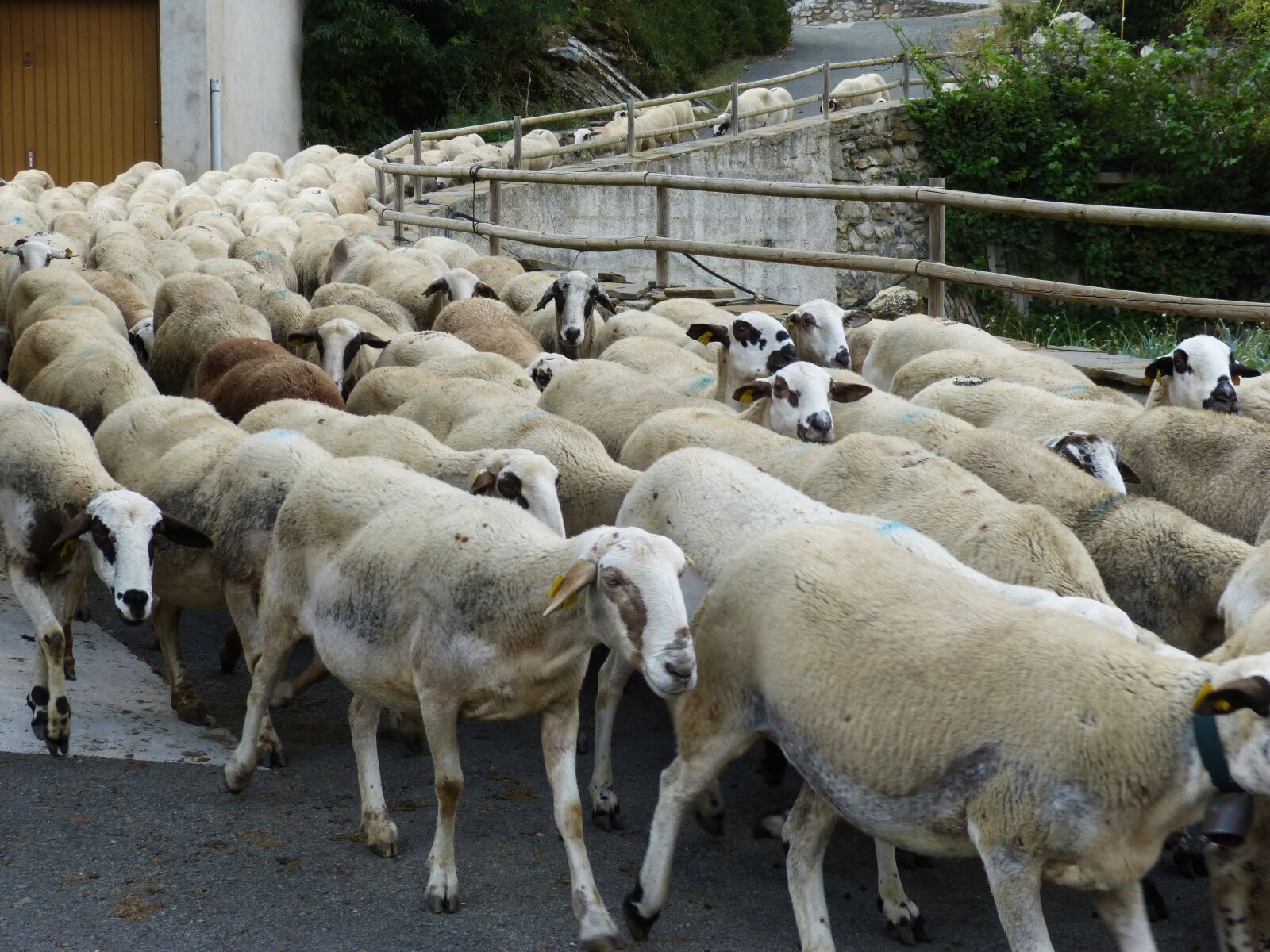 Panasonic DMC-FZ62 sample photo. Sheep, flock, pass the photography