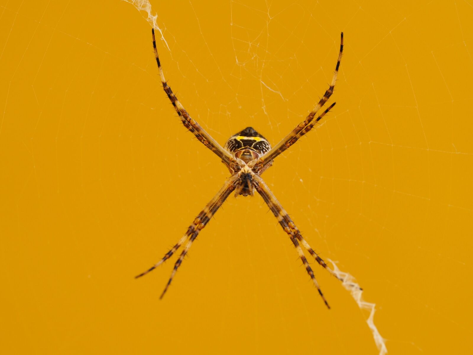 Olympus M.Zuiko Digital ED 60mm F2.8 Macro sample photo. Spider, insect, arachnophobia photography