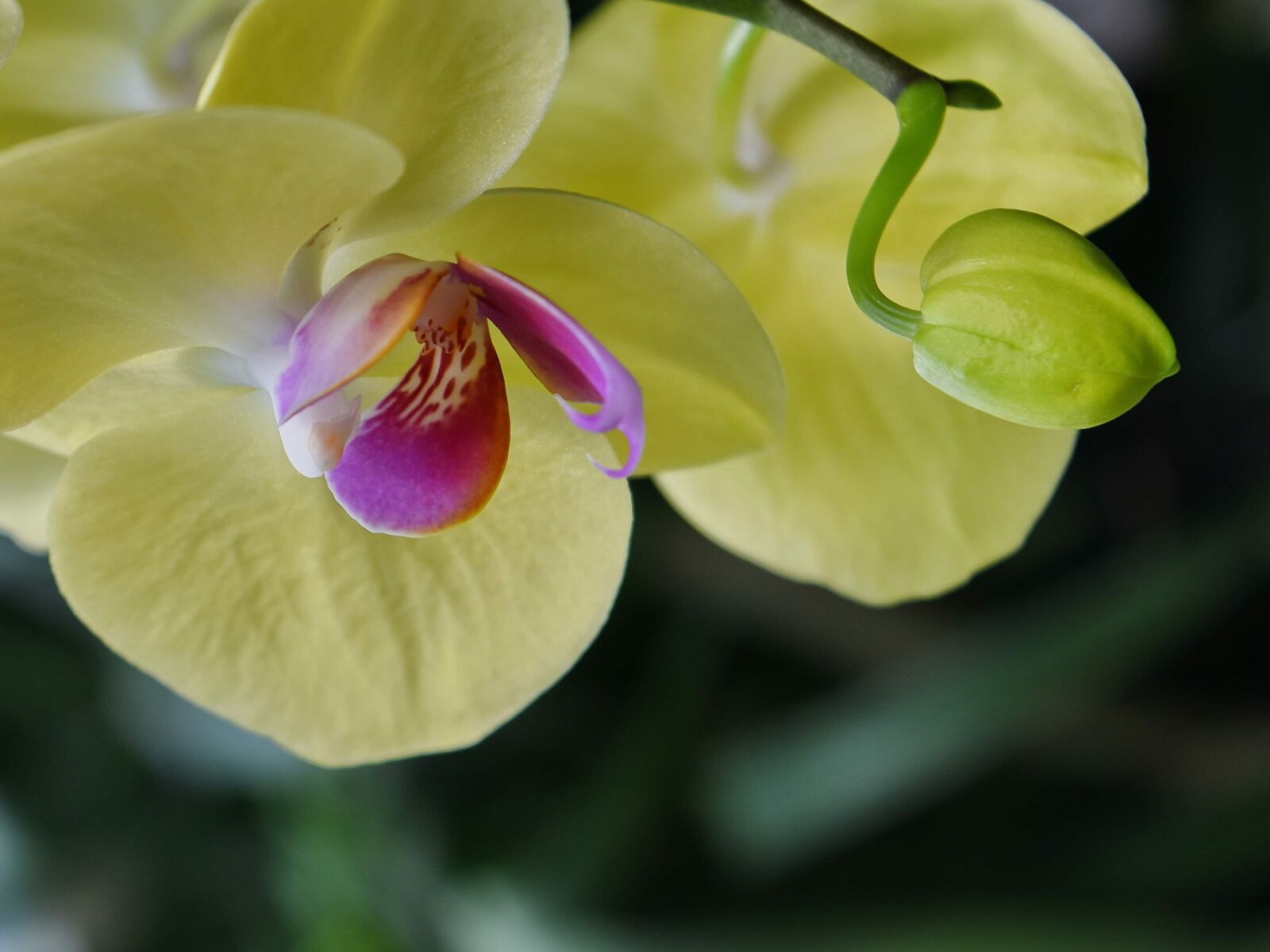 Nikon D5500 sample photo. Beautiful flowers, exotic, flower photography