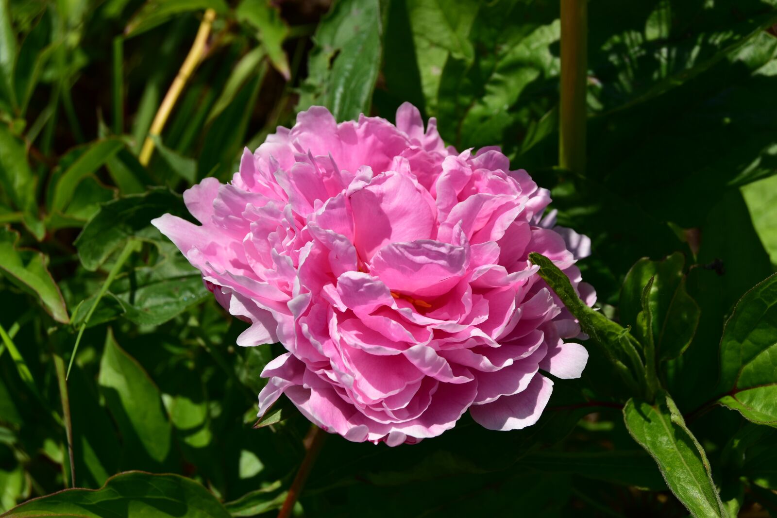 Nikon D5600 sample photo. Pink rose on green photography