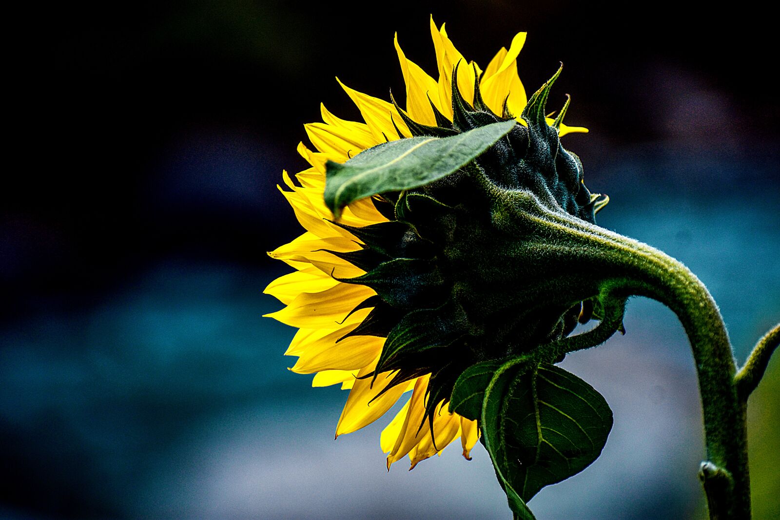 Nikon D3400 sample photo. Sunflower, flower, spring photography