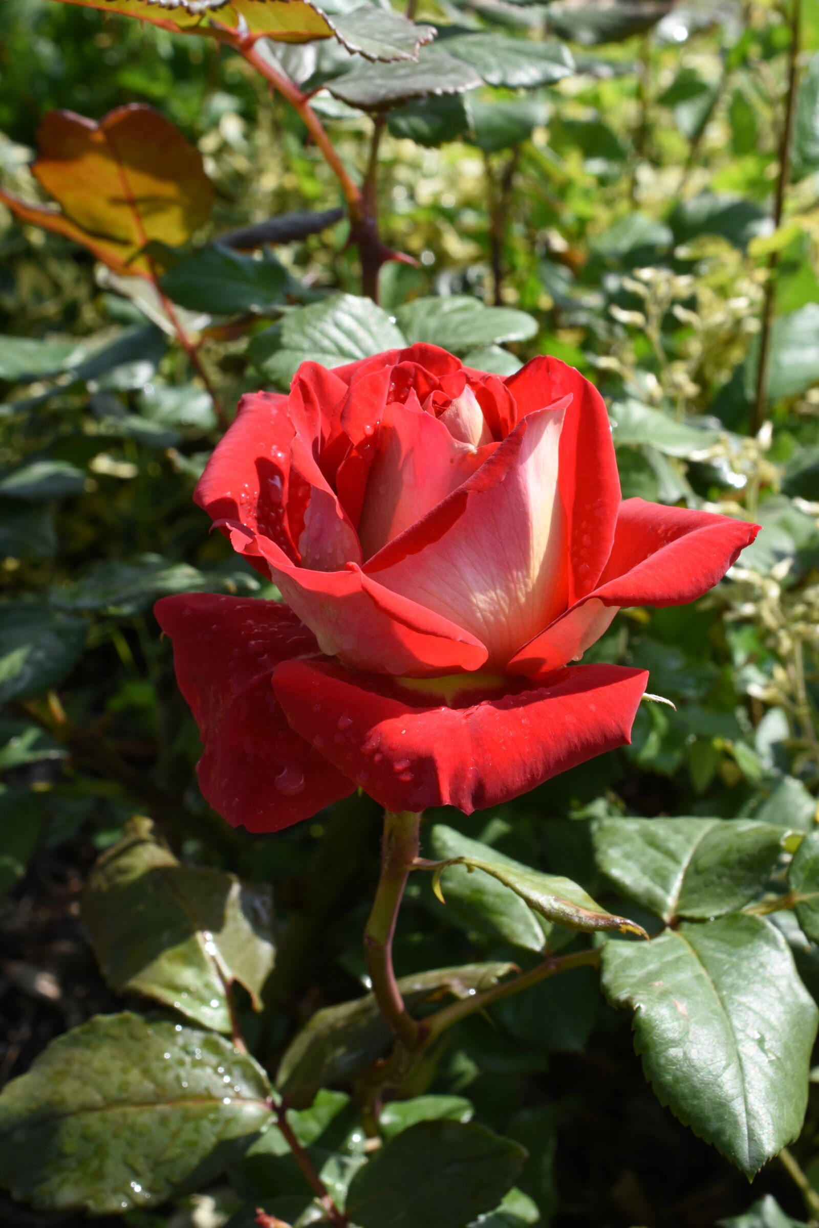 Nikon D7200 sample photo. Rose, affix, red photography