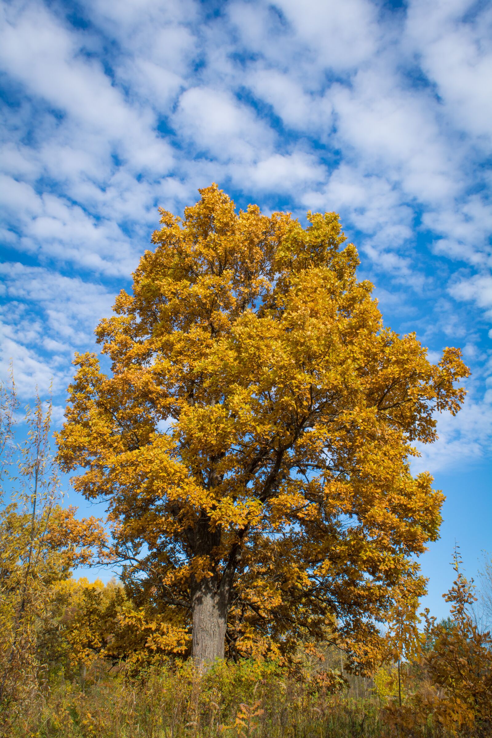 Nikon D5200 sample photo. Autumn, oak, tree photography