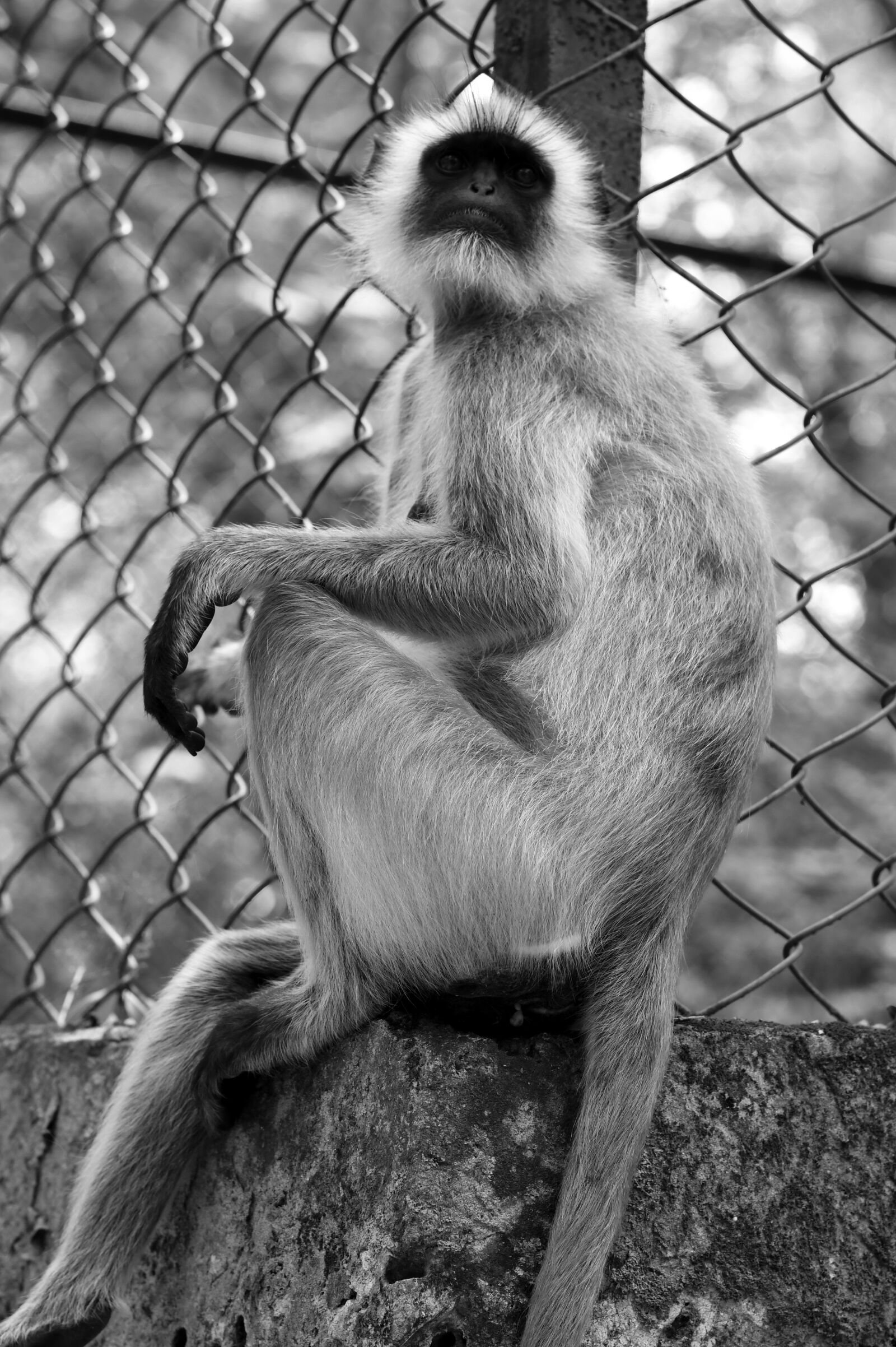 Nikon D850 sample photo. Monkey, primate, ape photography