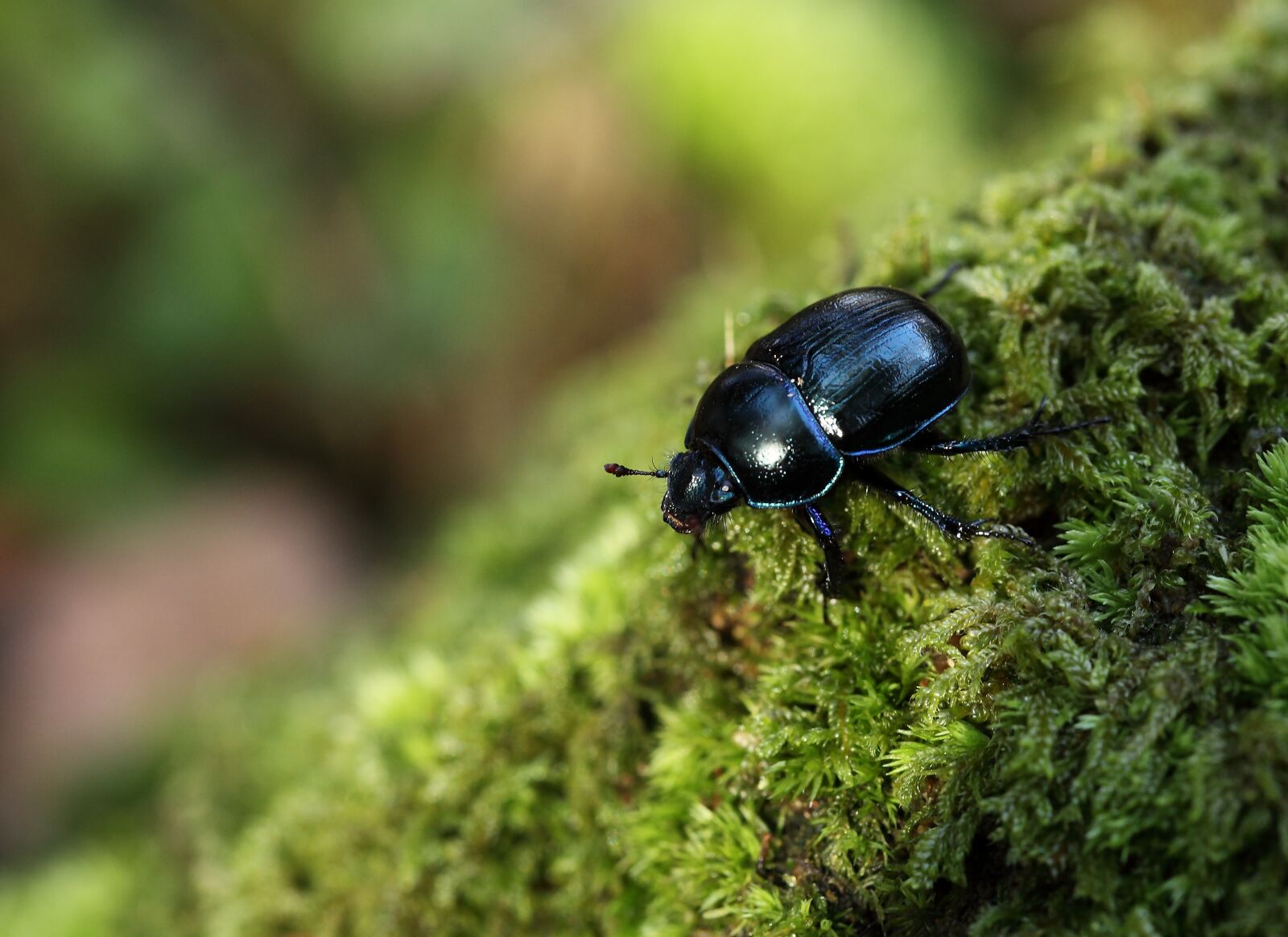 Canon EOS 5D Mark II sample photo. Nature, outdoor, beetle photography