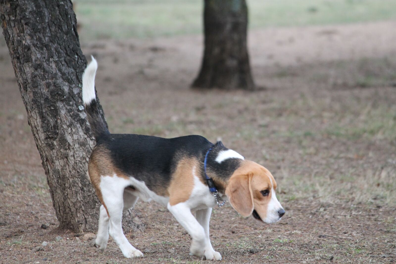 Canon EOS 1100D (EOS Rebel T3 / EOS Kiss X50) sample photo. Dog, beagle, medium photography