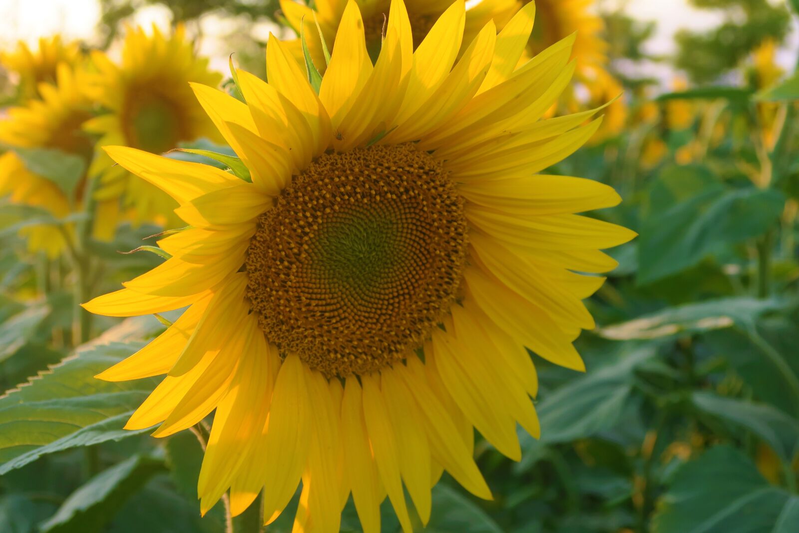 Canon PowerShot G7 X sample photo. Flower, plant, nature photography