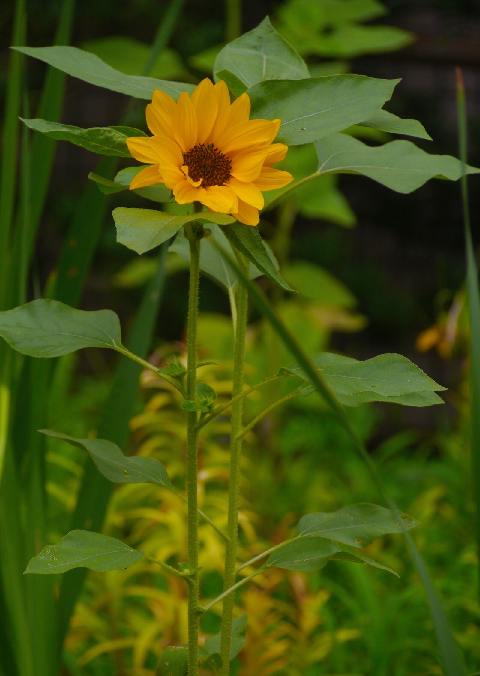 Panasonic Lumix DMC-GX1 sample photo. Flowers, sunflower, yellow photography