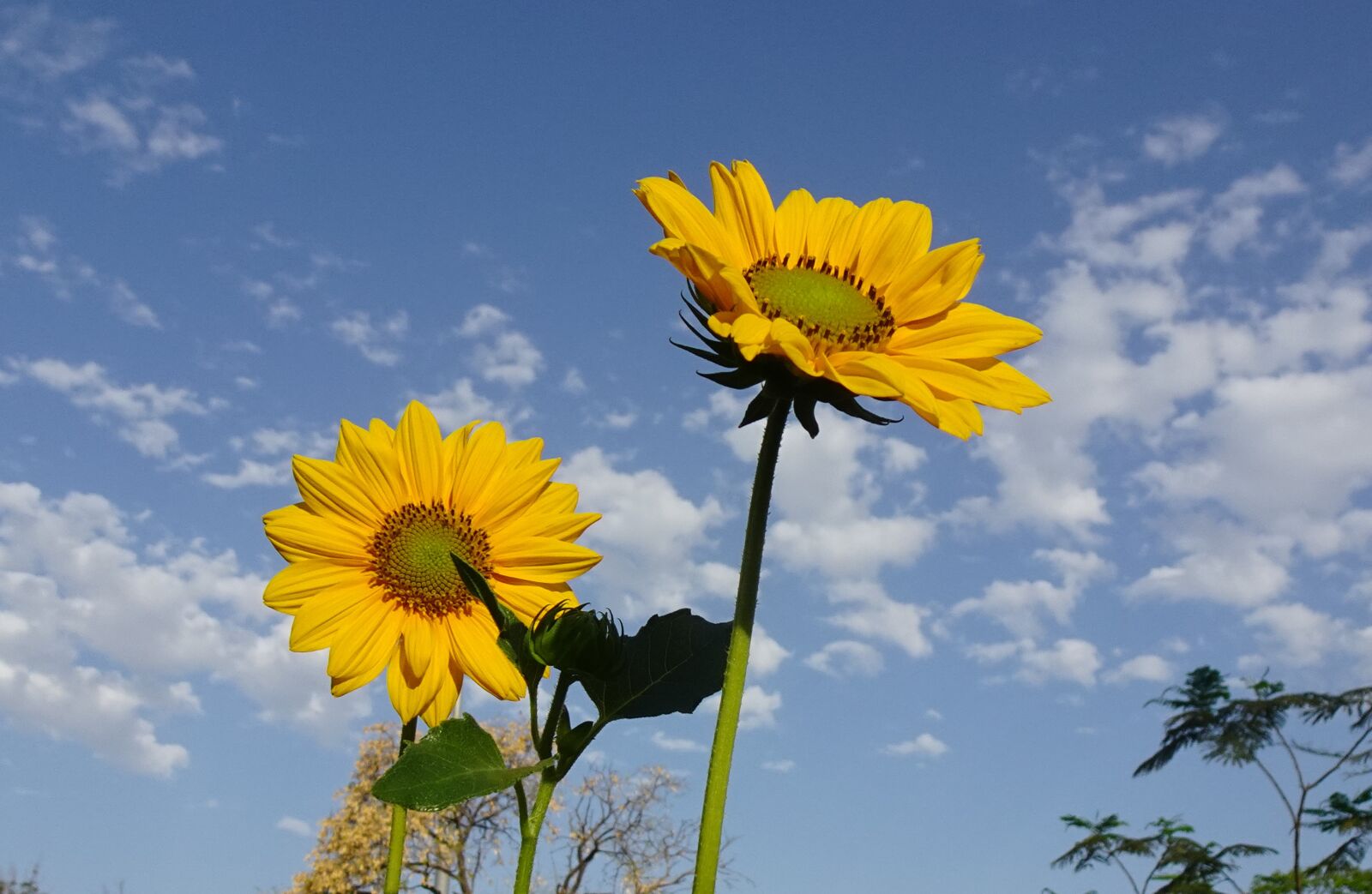 Sony DSC-WX800 sample photo. Flower, sunflower, ornamental photography