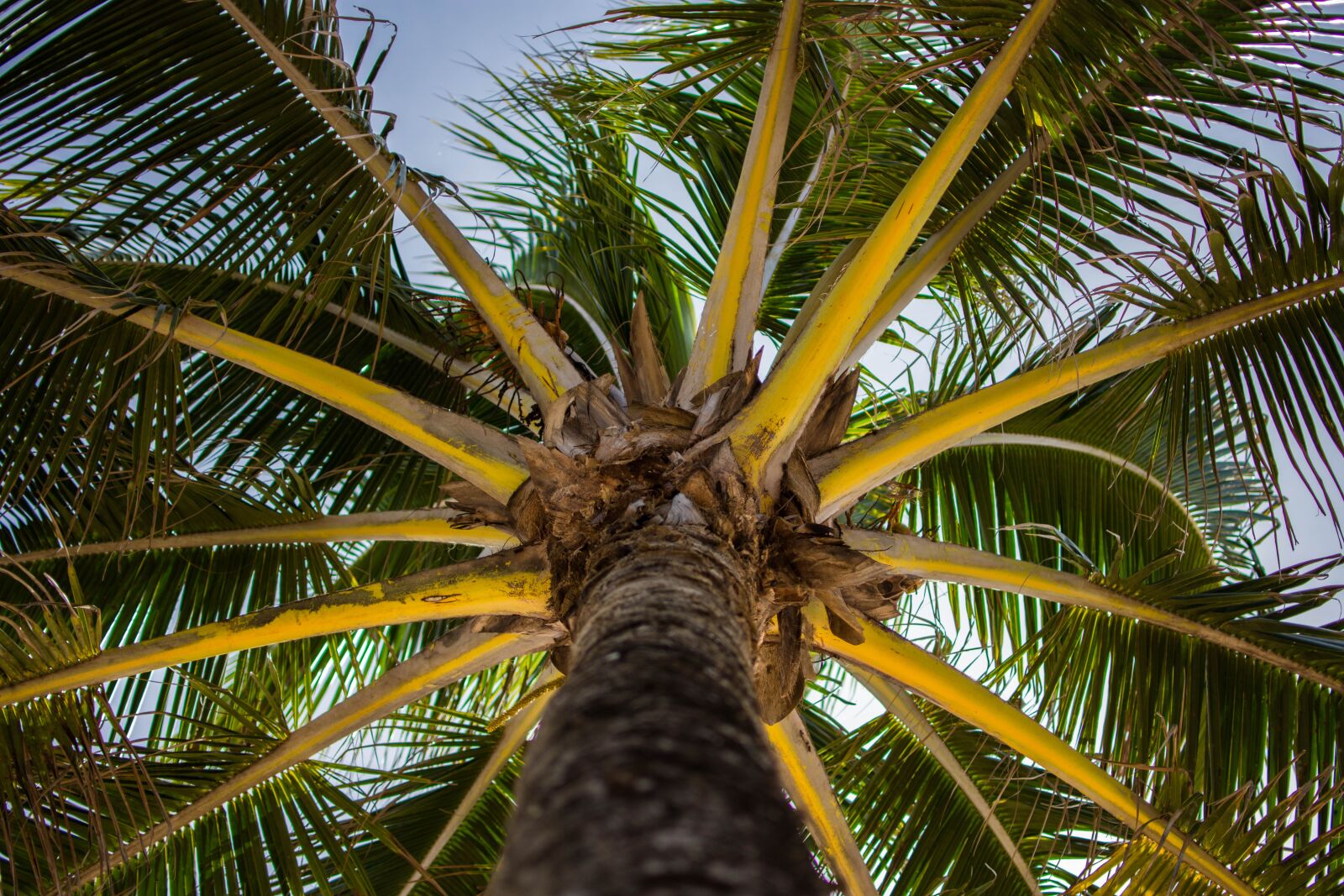 Nikon D7200 sample photo. Low angle shot, nature photography