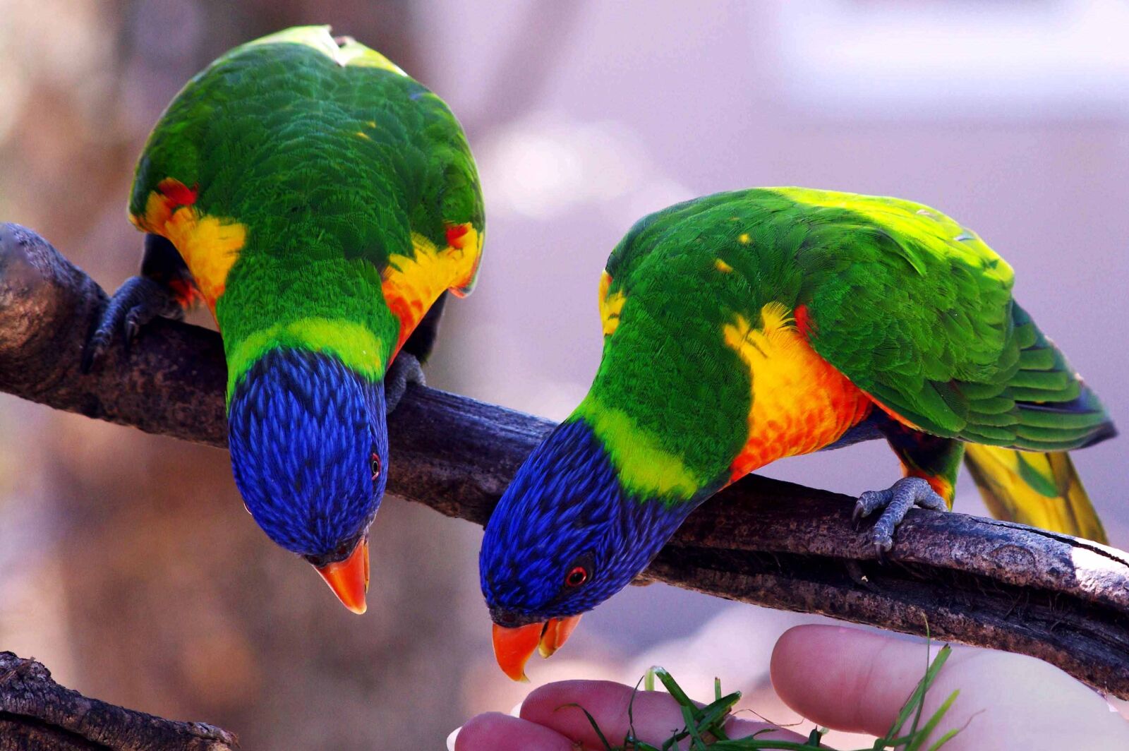 Pentax K-x sample photo. Parrots, bird, inseparable photography