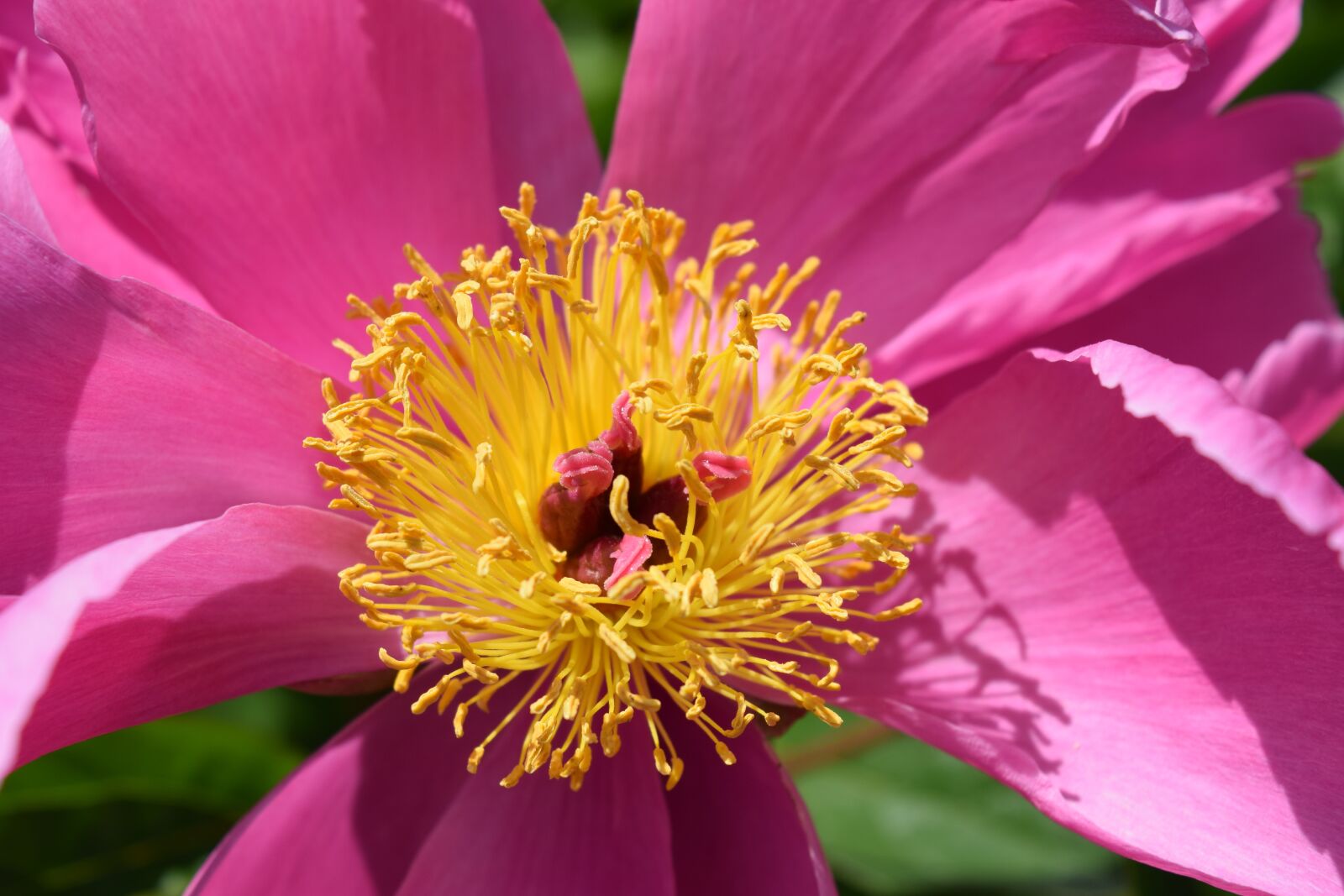 Nikon D5300 sample photo. Pink flower, flowers, close photography