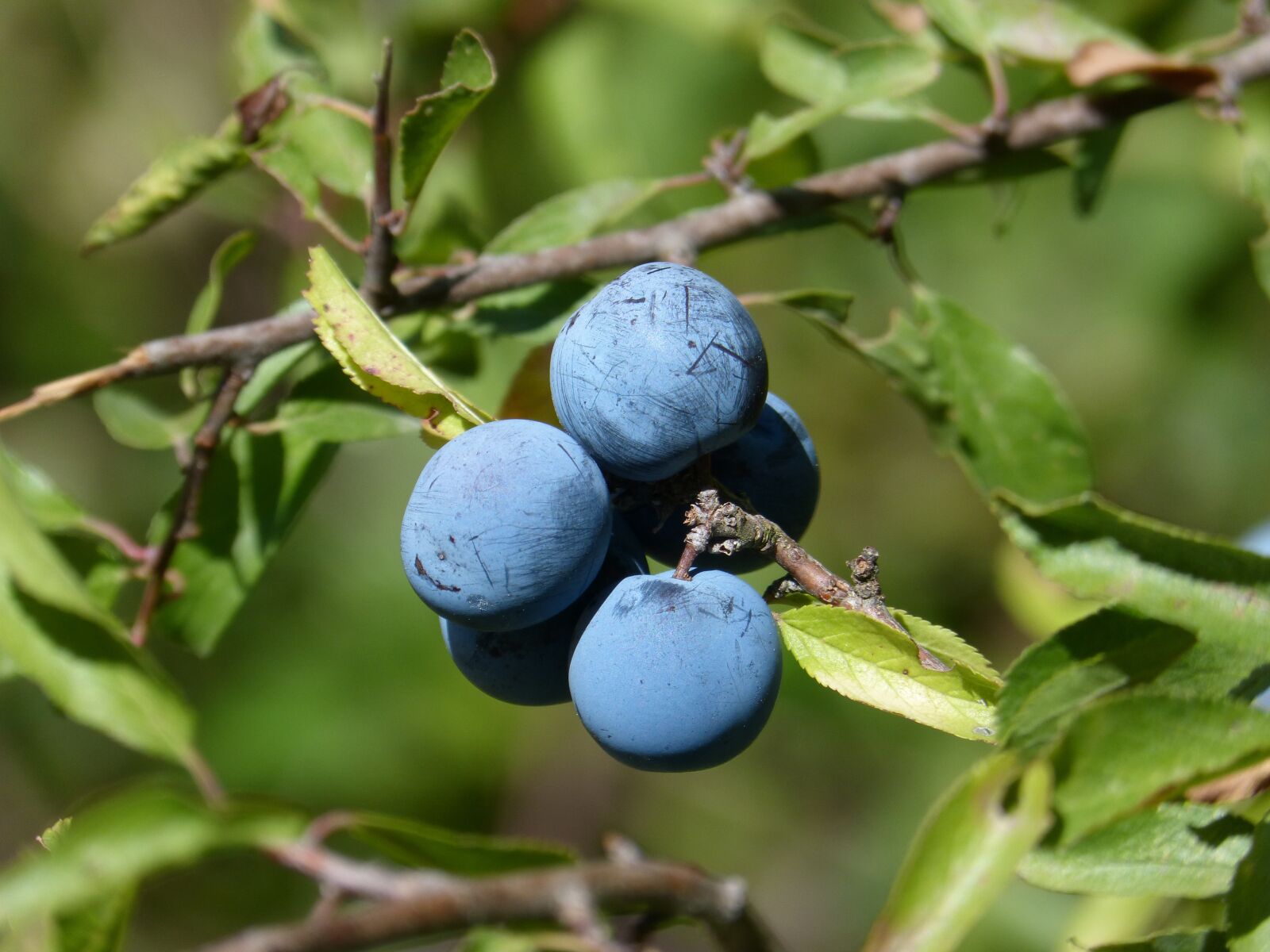 Panasonic DMC-FZ62 sample photo. Blueberry, berry, blue photography