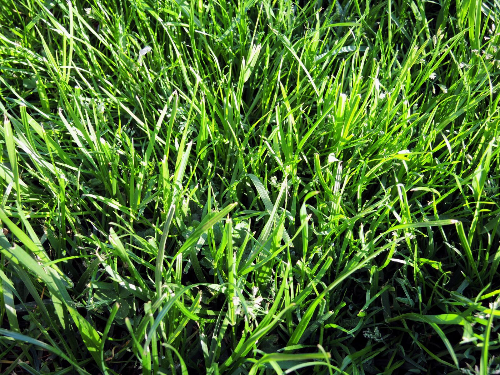 Nikon Coolpix P7700 sample photo. Nature, rush, grass photography