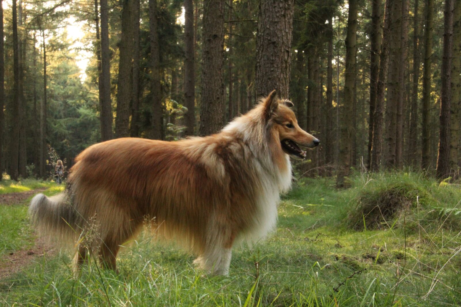 Canon EOS 600D (Rebel EOS T3i / EOS Kiss X5) sample photo. Shelties, dogs, shetland sheep photography