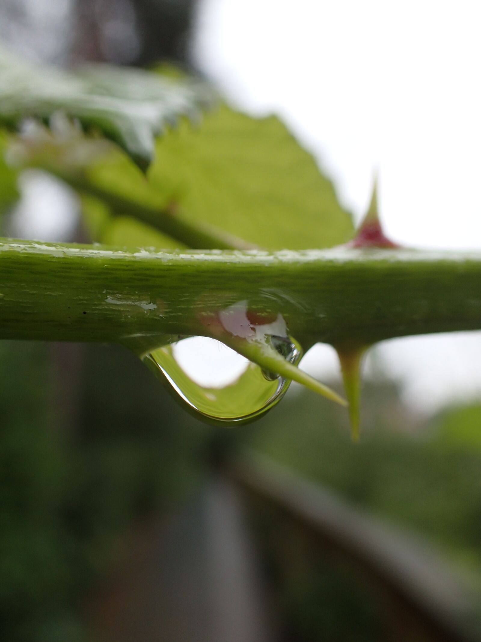 Olympus TG-3 sample photo. Thorn, nature, plant photography