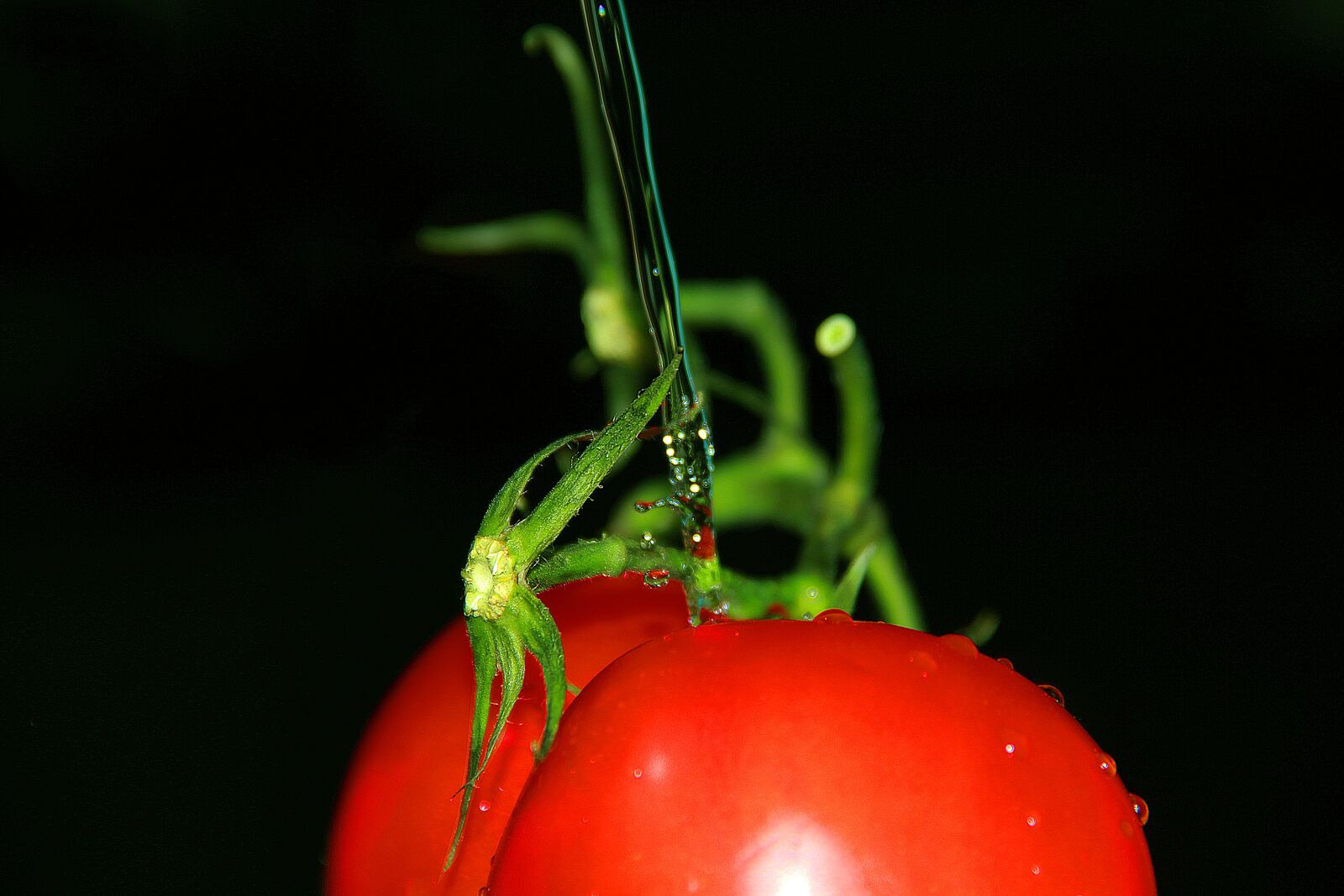 Canon EF-S 18-135mm F3.5-5.6 IS sample photo. Nature, red, tomato photography