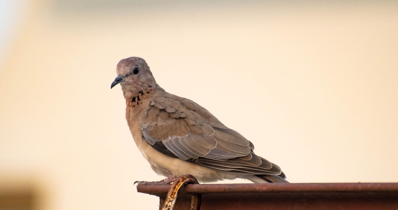 Nikon D3300 sample photo. Dove, bird, pigeon photography