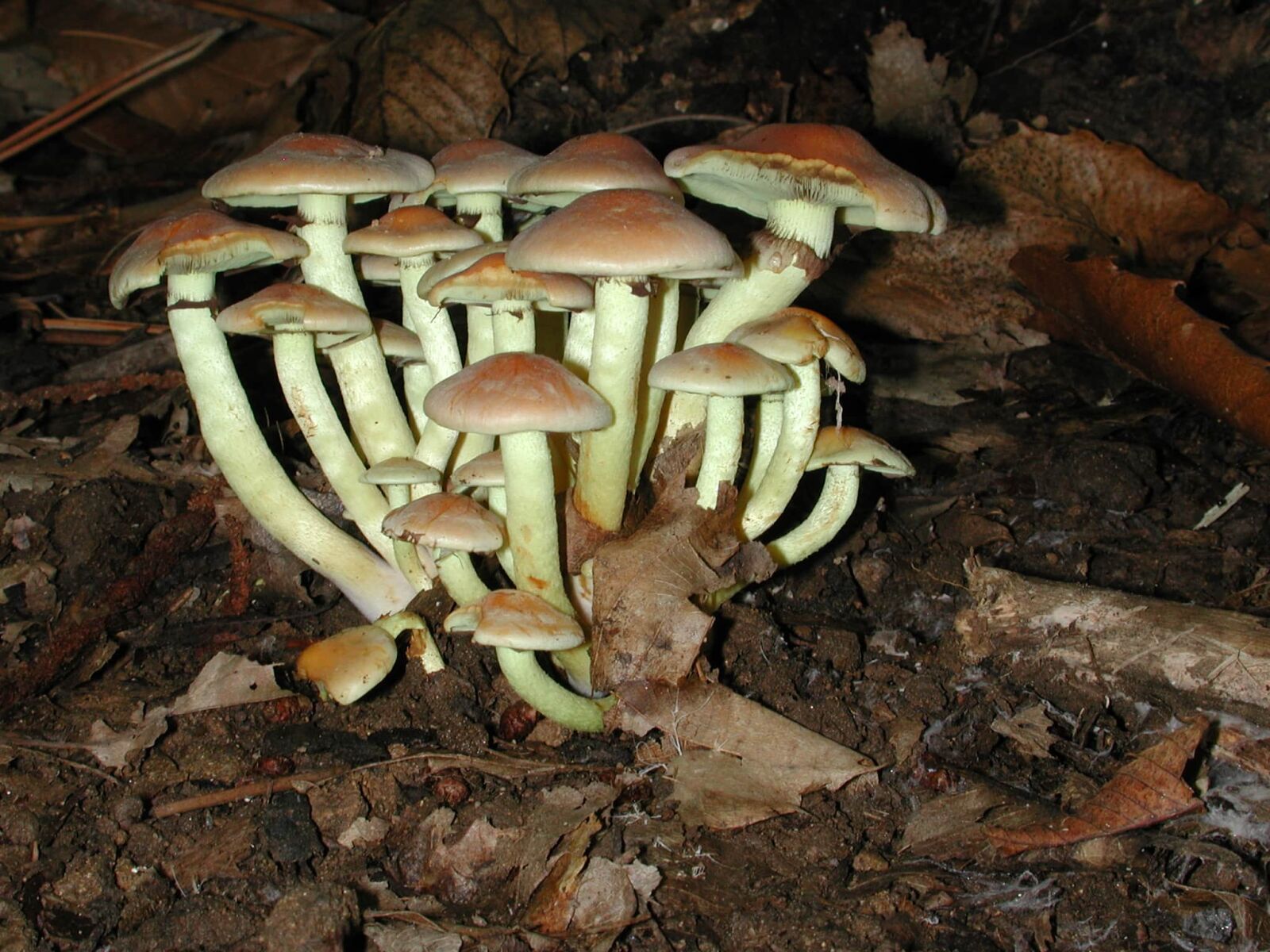Nikon E990 sample photo. Poison, fungus, wood, nature photography