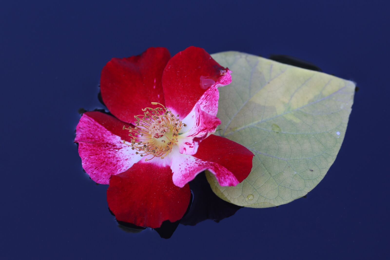Canon EF-S 60mm F2.8 Macro USM sample photo. Rose, red, white photography