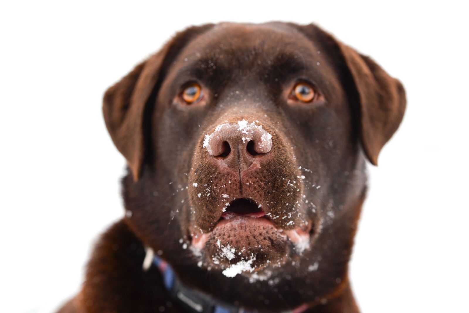 Nikon D610 sample photo. Labrador, brown, dog photography