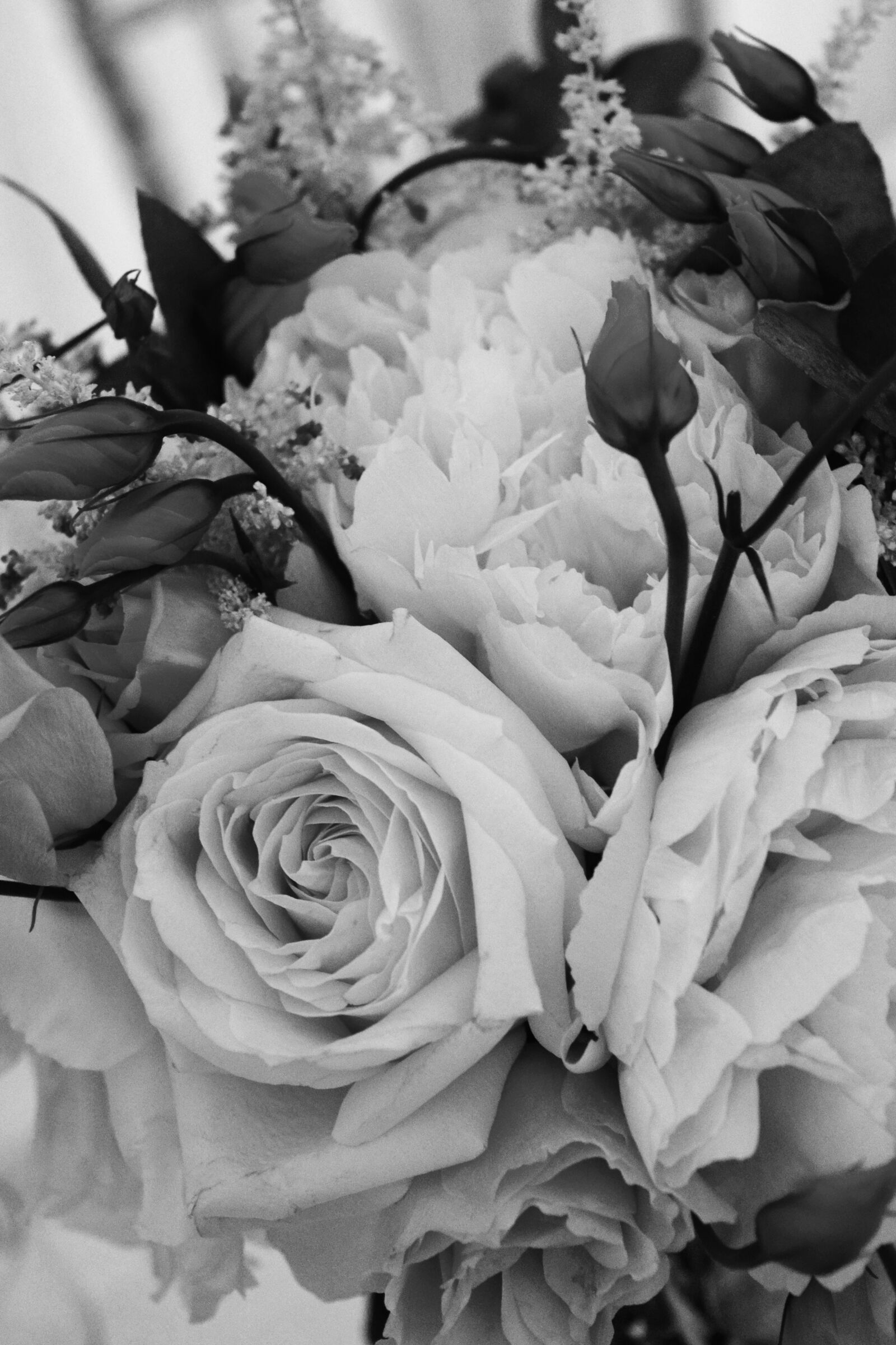 Nikon D3300 sample photo. Flower, rose, love photography