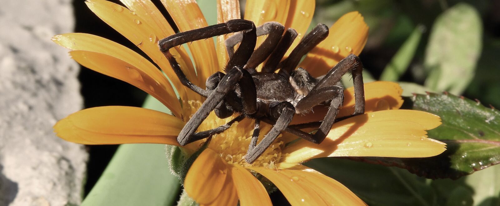 Nikon Coolpix B700 sample photo. Macro, spider, garden photography