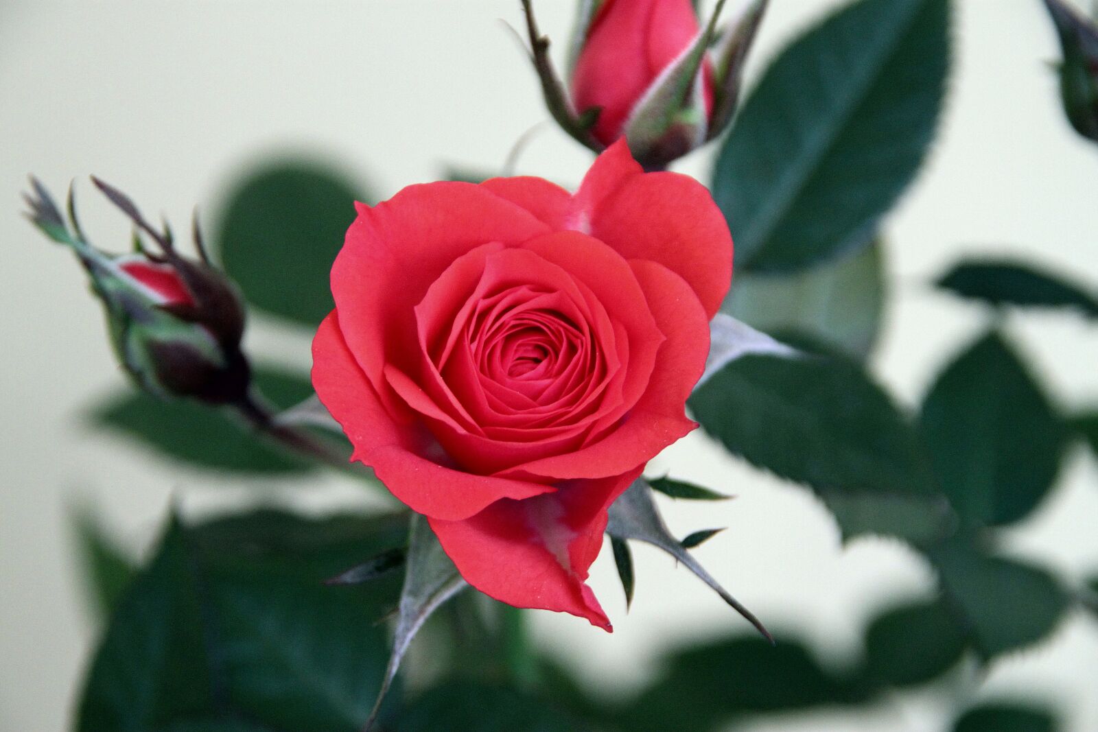 Canon EOS 500D (EOS Rebel T1i / EOS Kiss X3) sample photo. Rosa, flower, plant photography