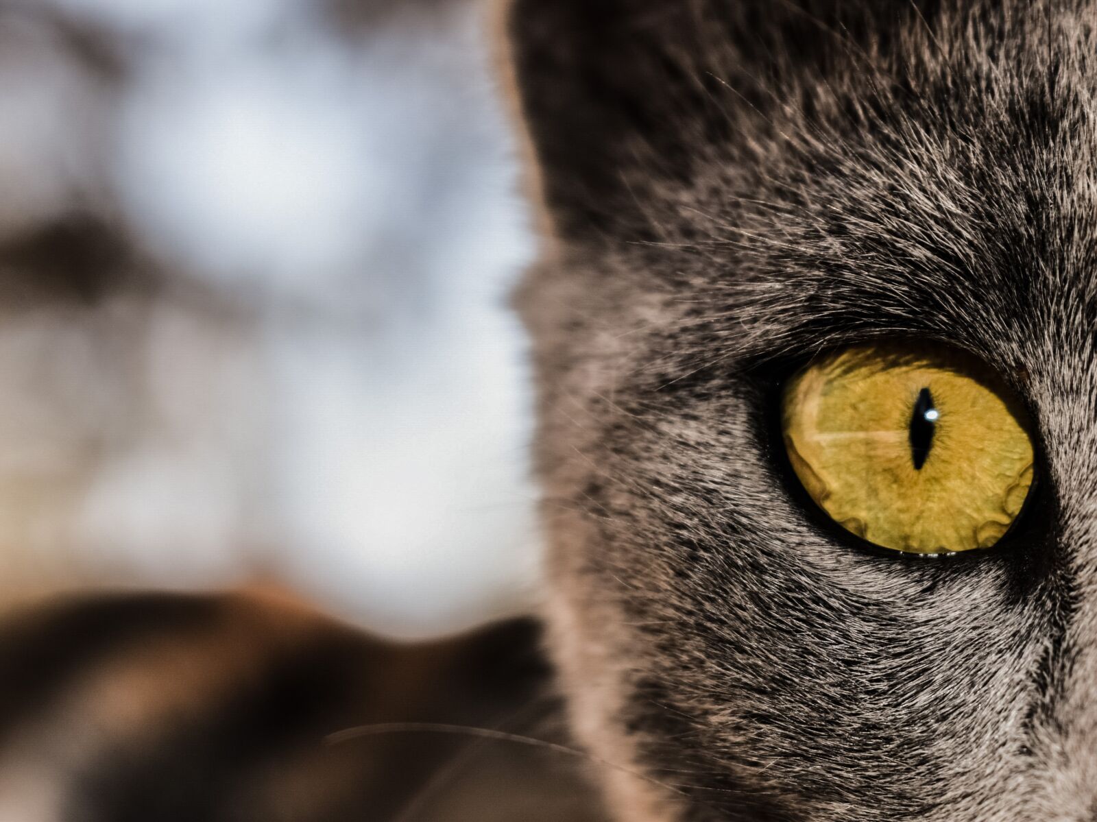 Nikon D3300 sample photo. Eye, cat, feline photography