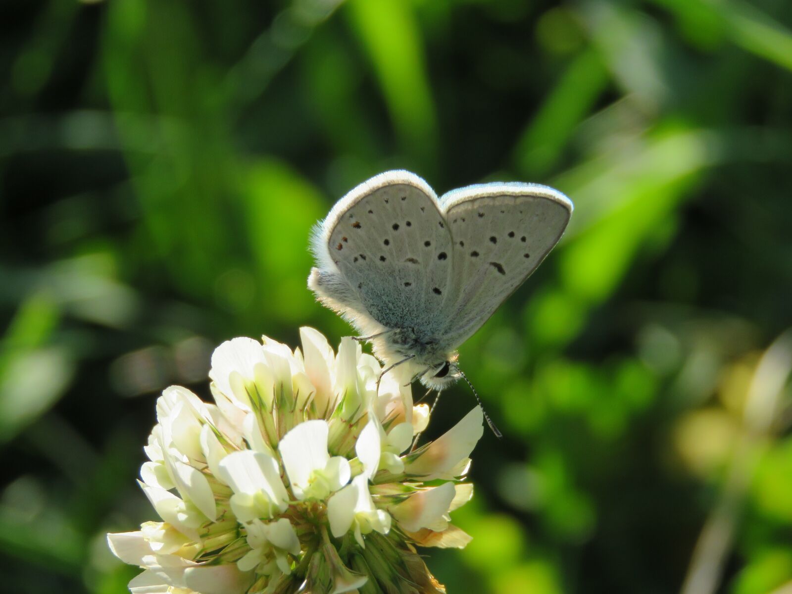 Canon PowerShot SX60 HS sample photo. Butterfly, moth, insect photography