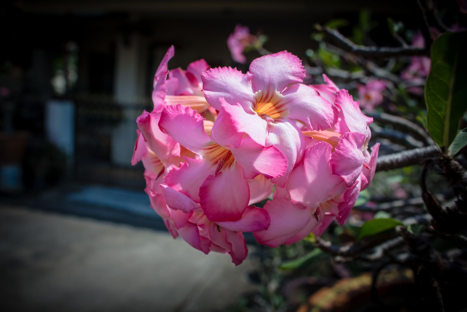 Canon EOS 700D (EOS Rebel T5i / EOS Kiss X7i) sample photo. Invited to visit, flower photography