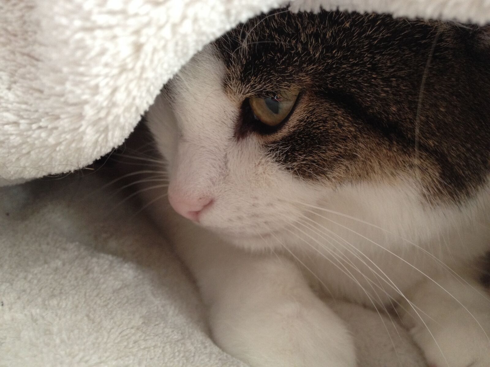 iPhone 4S back camera 4.28mm f/2.4 sample photo. Cat, animal, pet photography